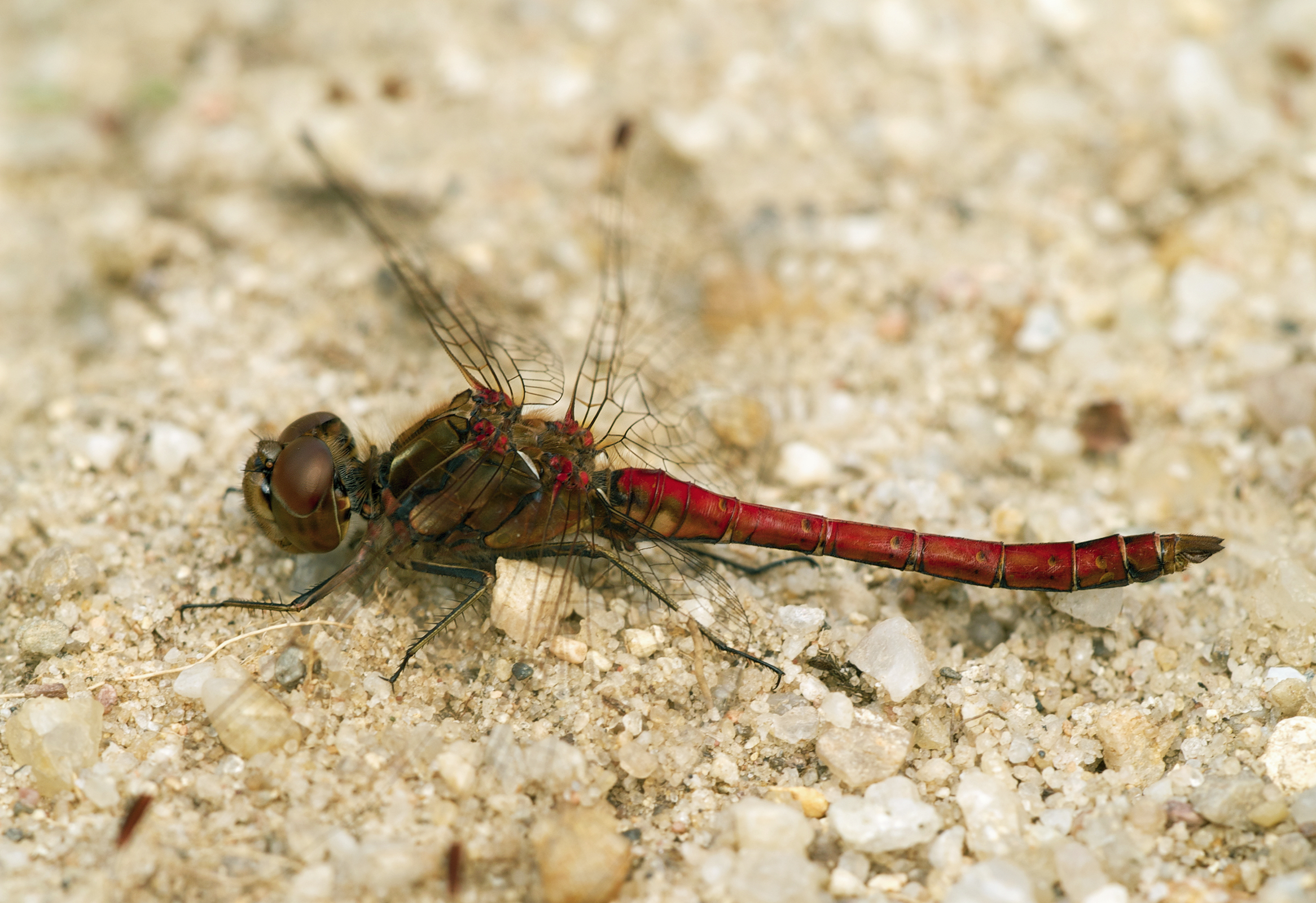 Sympetrum vulgatum LC0168