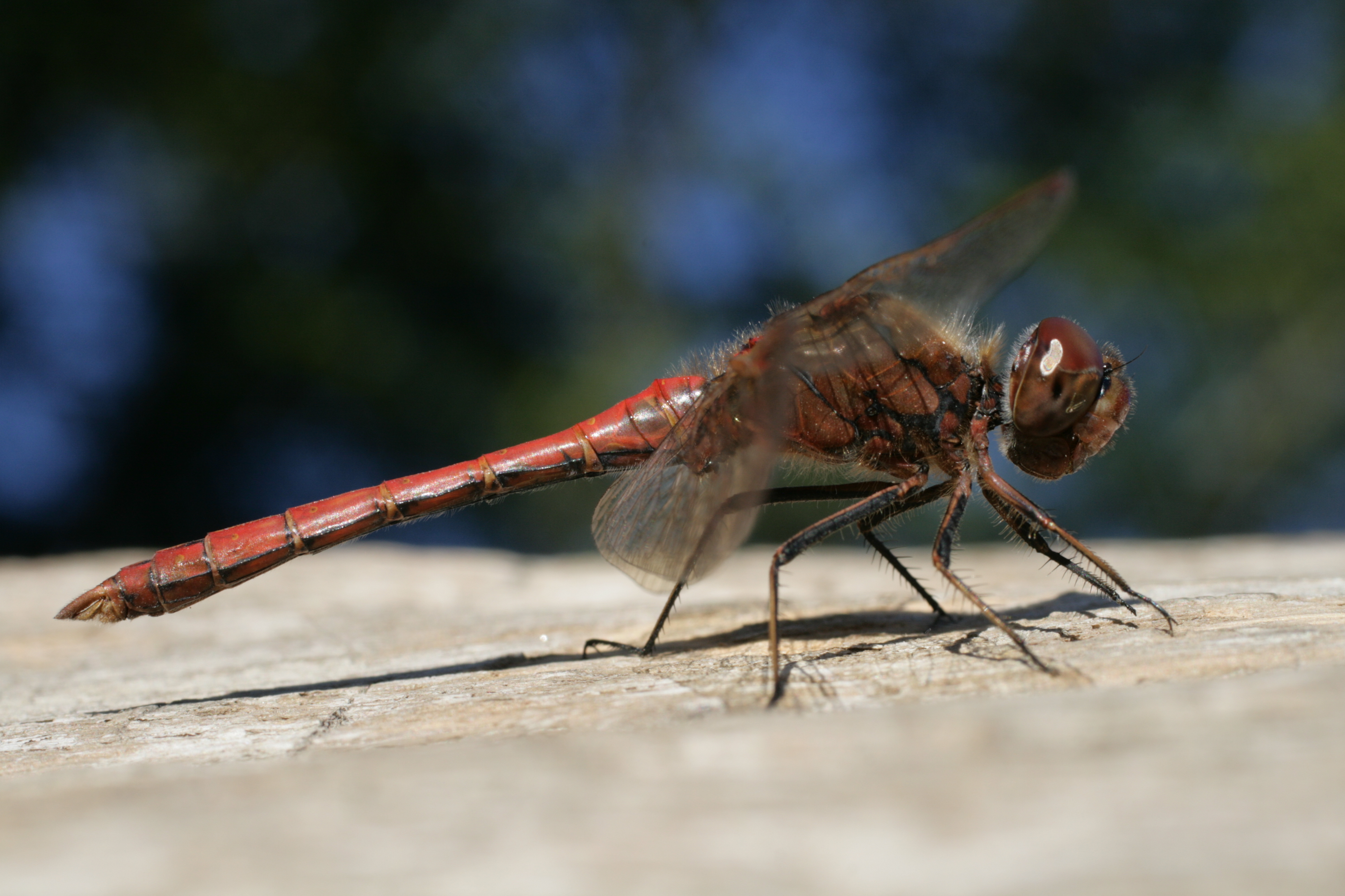 Sympetrum vulgatum male Lill-Jansskogen