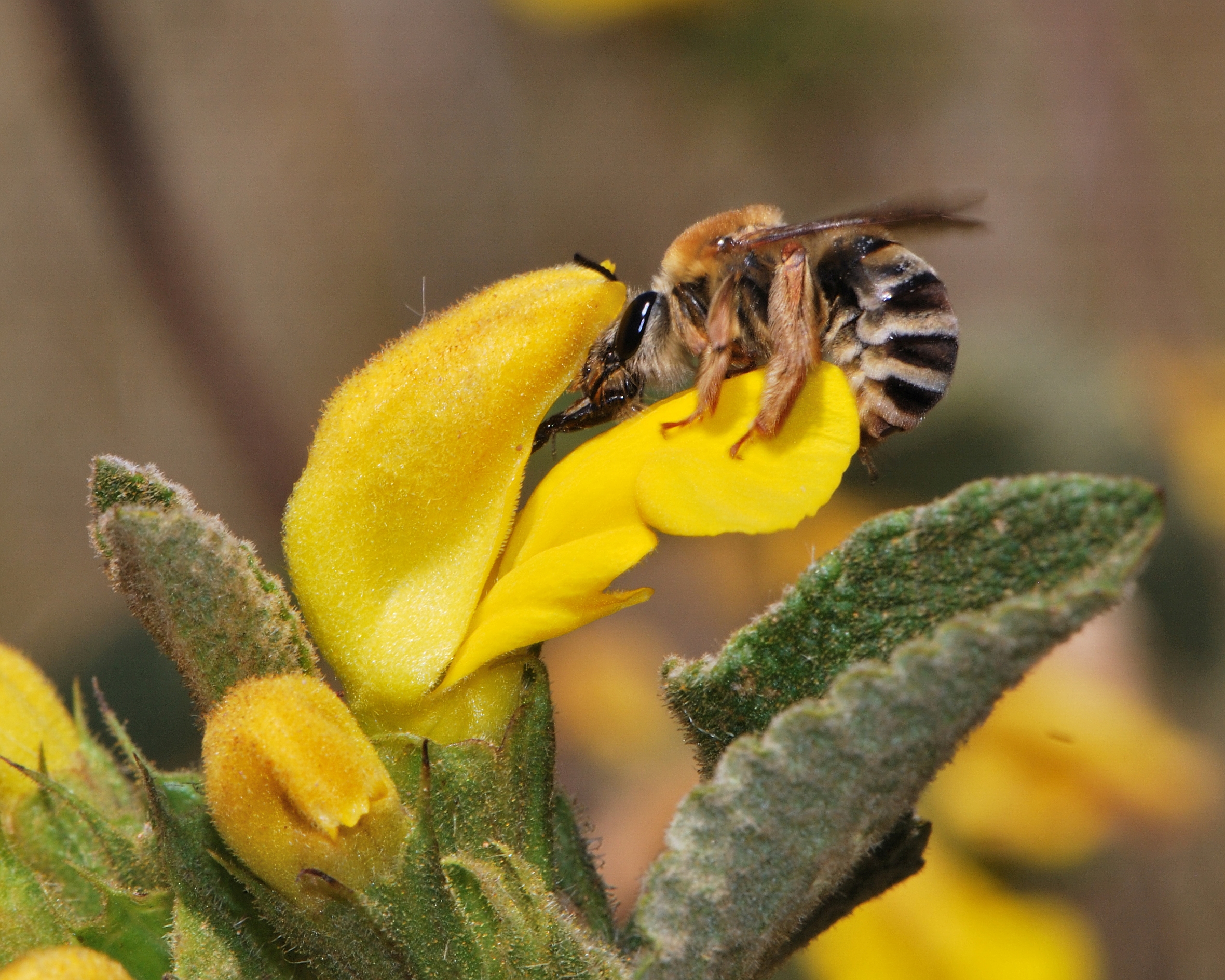 Synhalonia on Phlomis 1