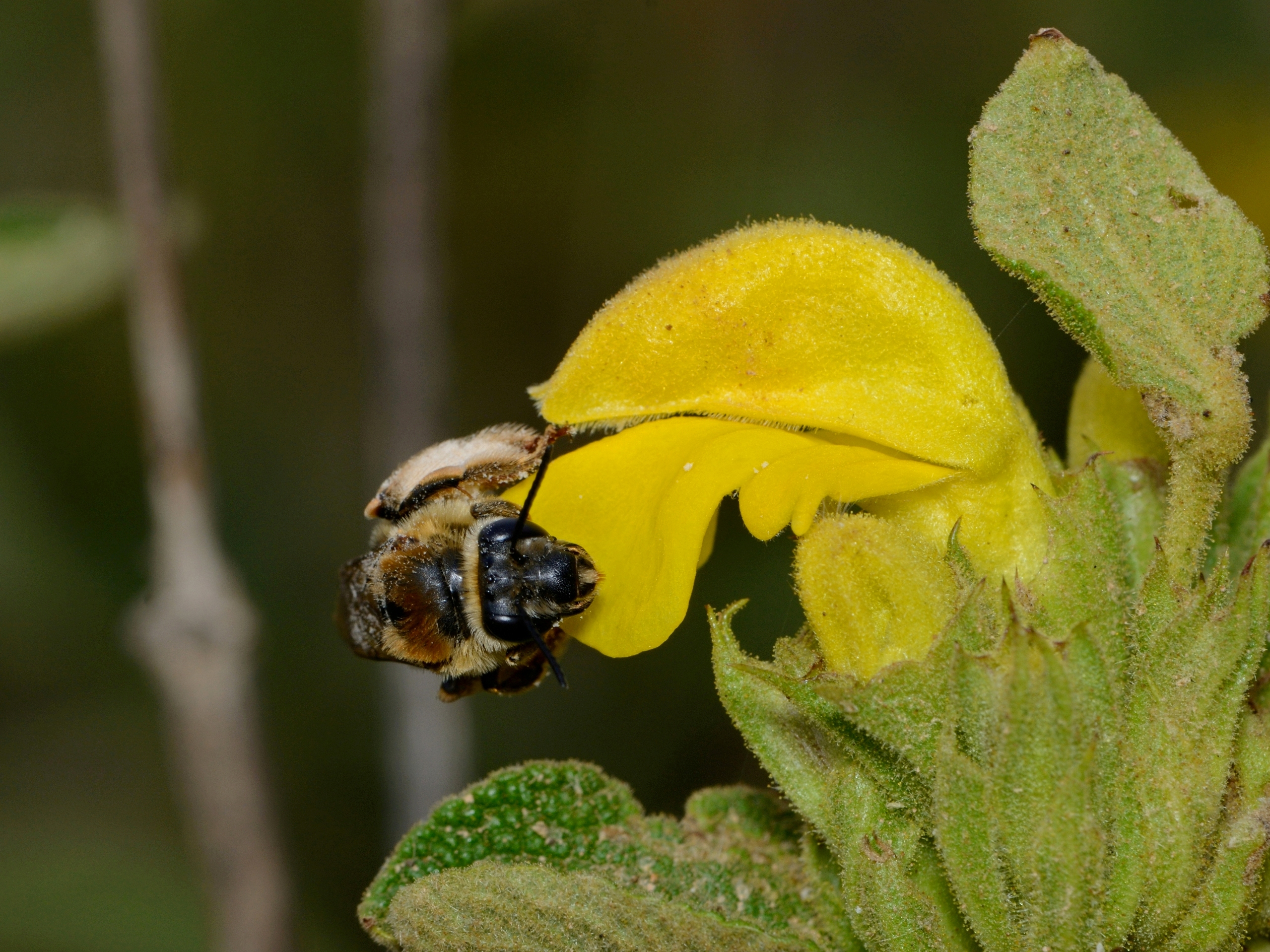 Synhalonia on Phlomis 7