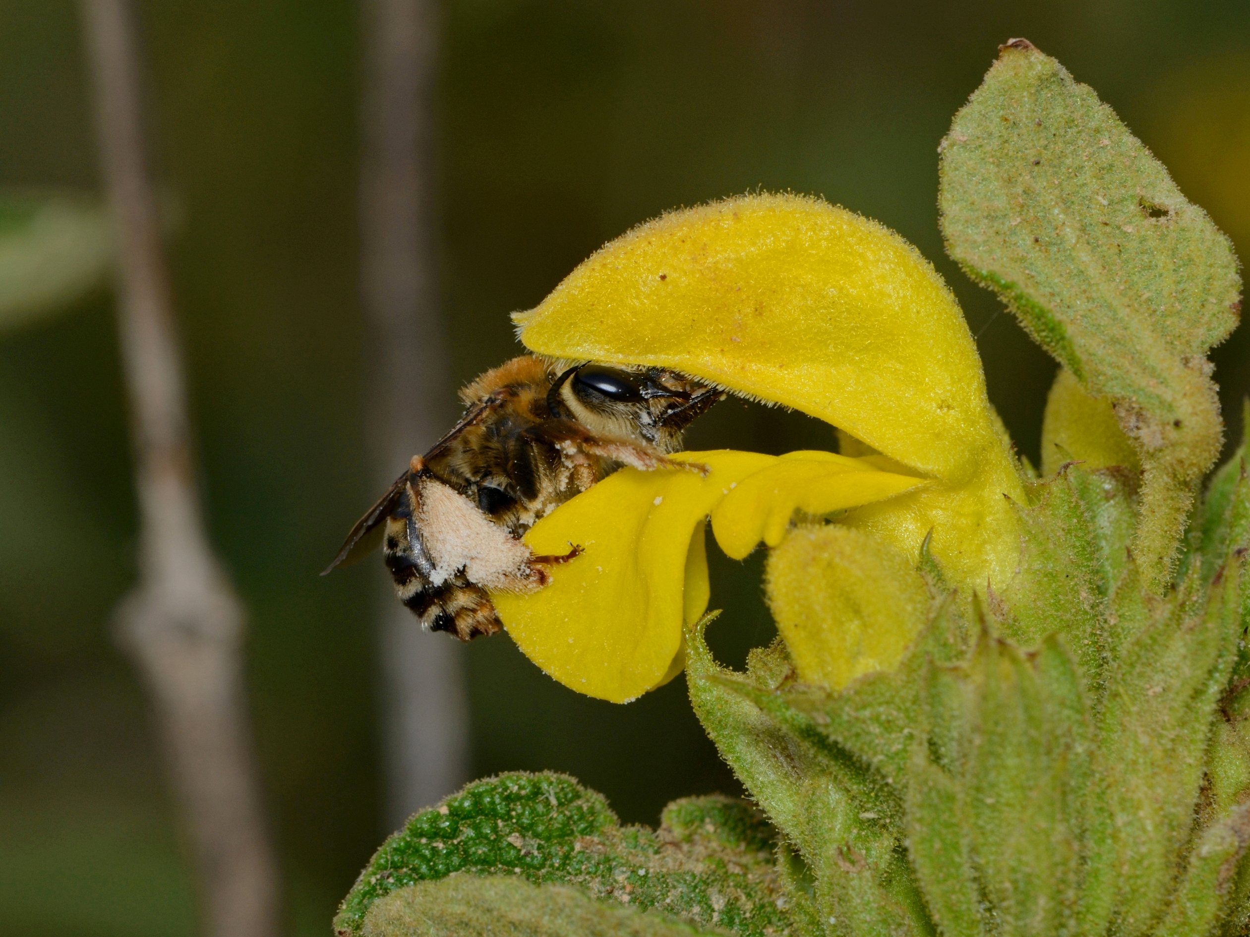 Synhalonia on Phlomis 8