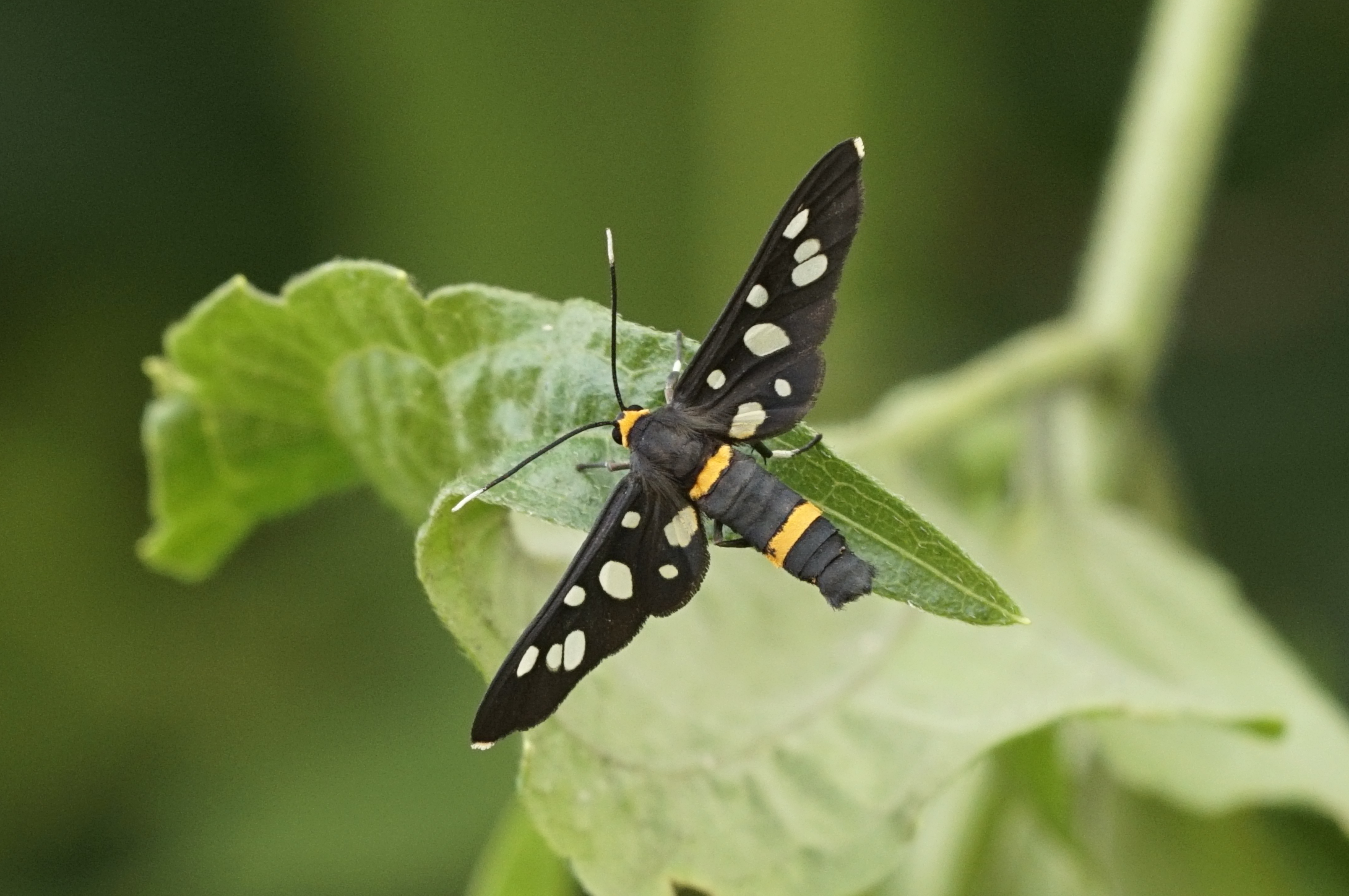 Syntomis bicincta 8025