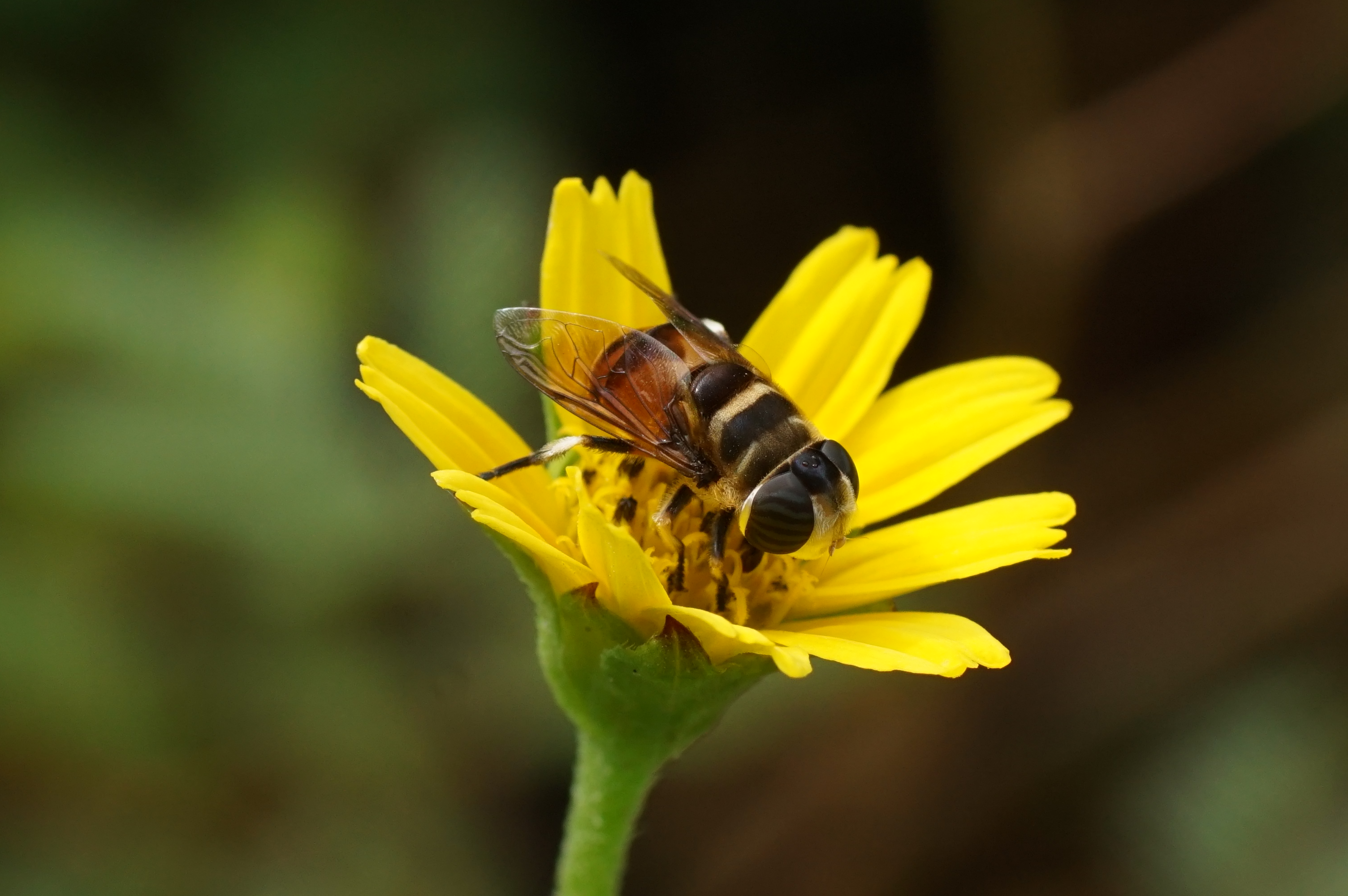 Syrphidaet 00006