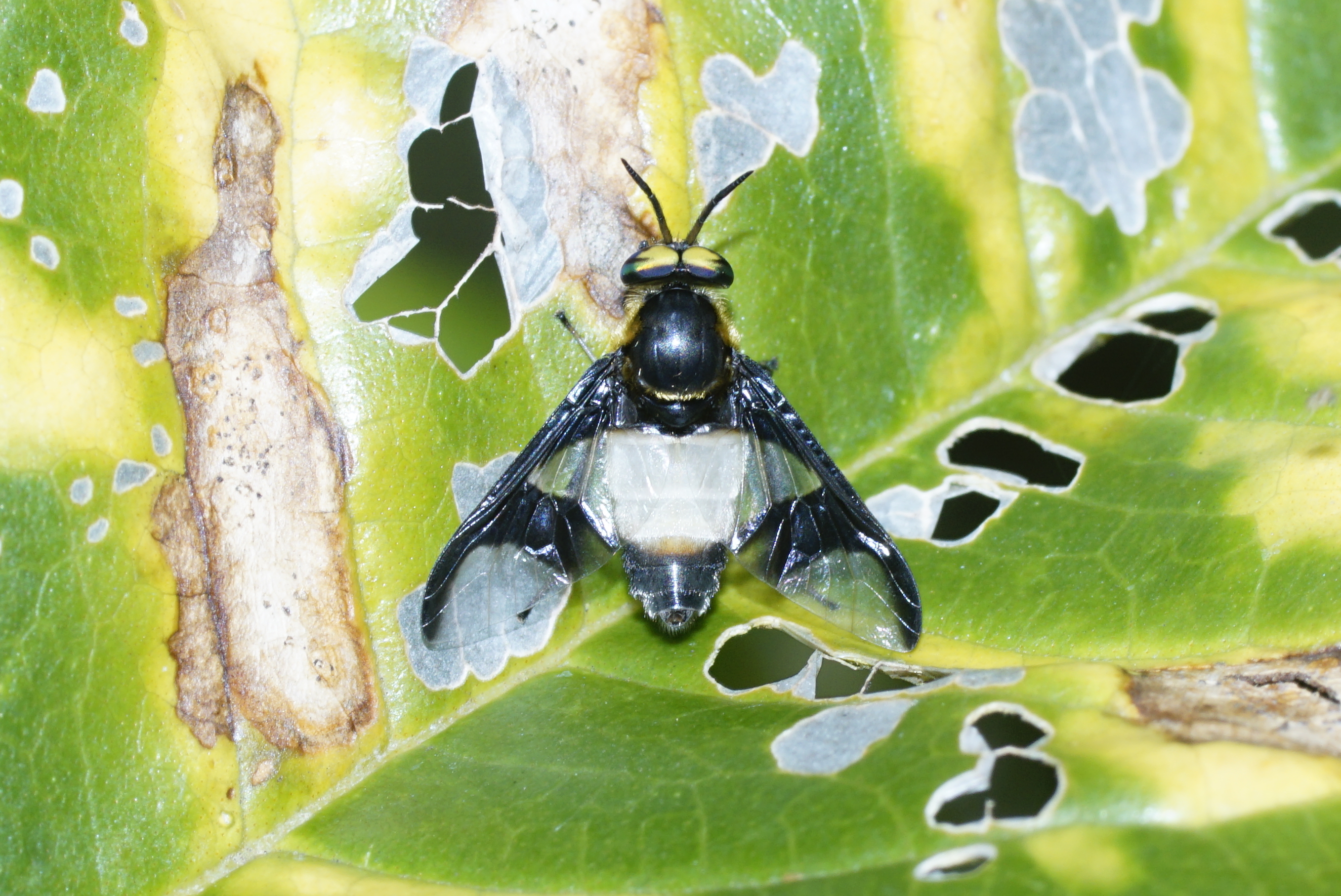 Tabanidae - Chrysops 2084