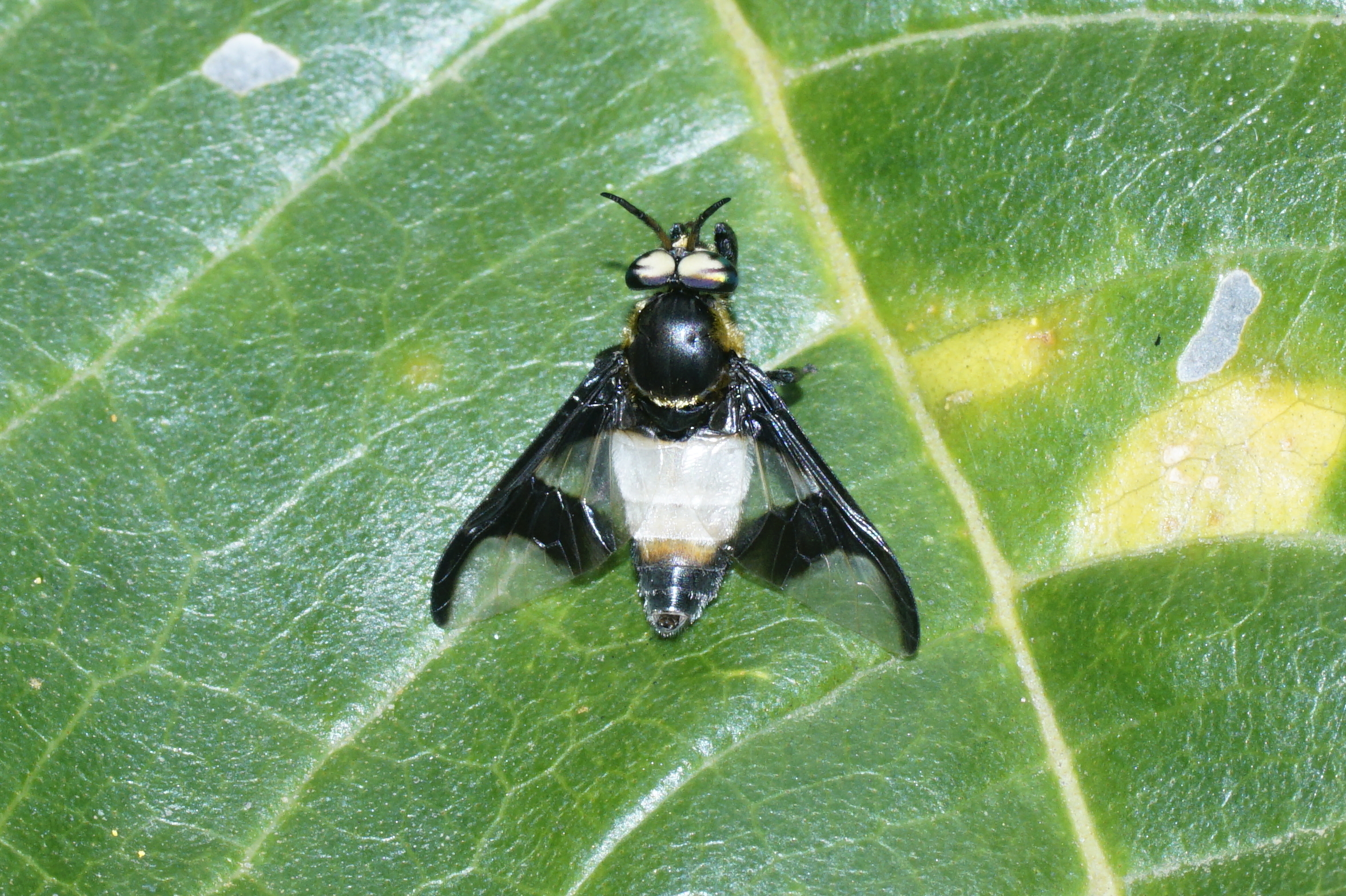 Tabanidae - Chrysops 2380