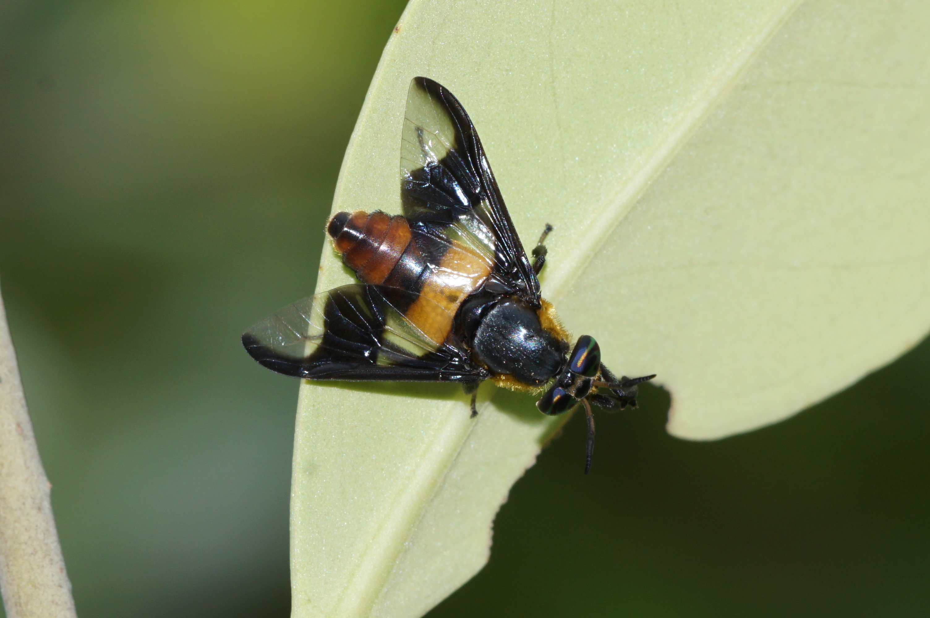 Tabanidae 07544