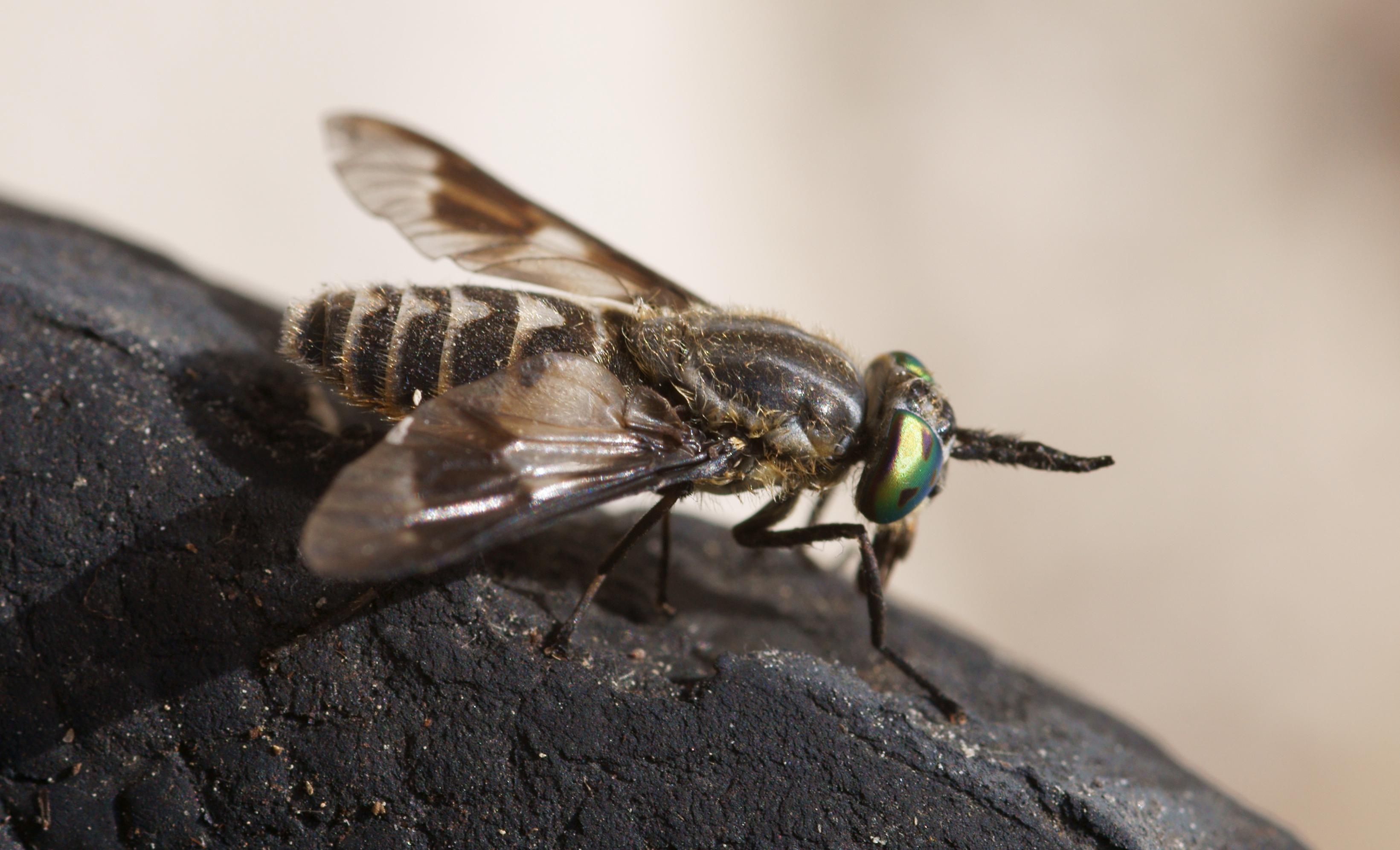 Tabanidae 2009