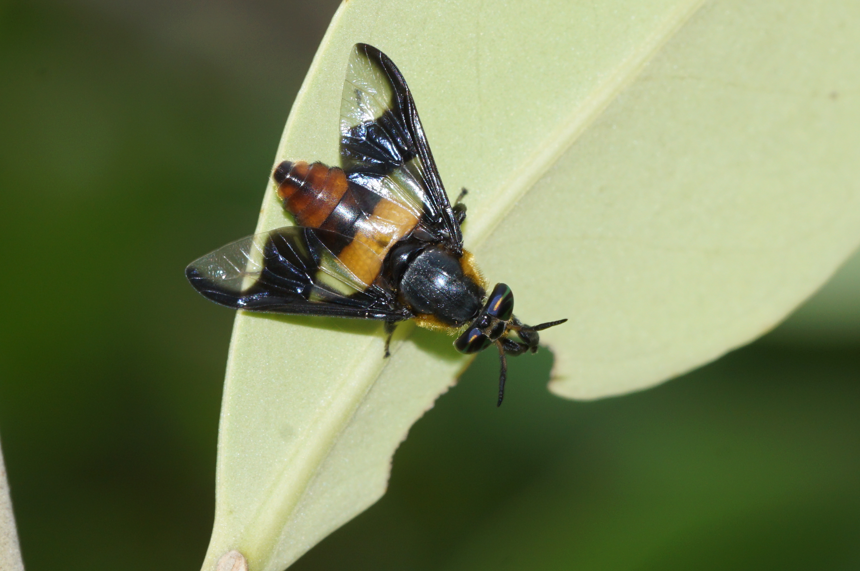 Tabanidae 7545