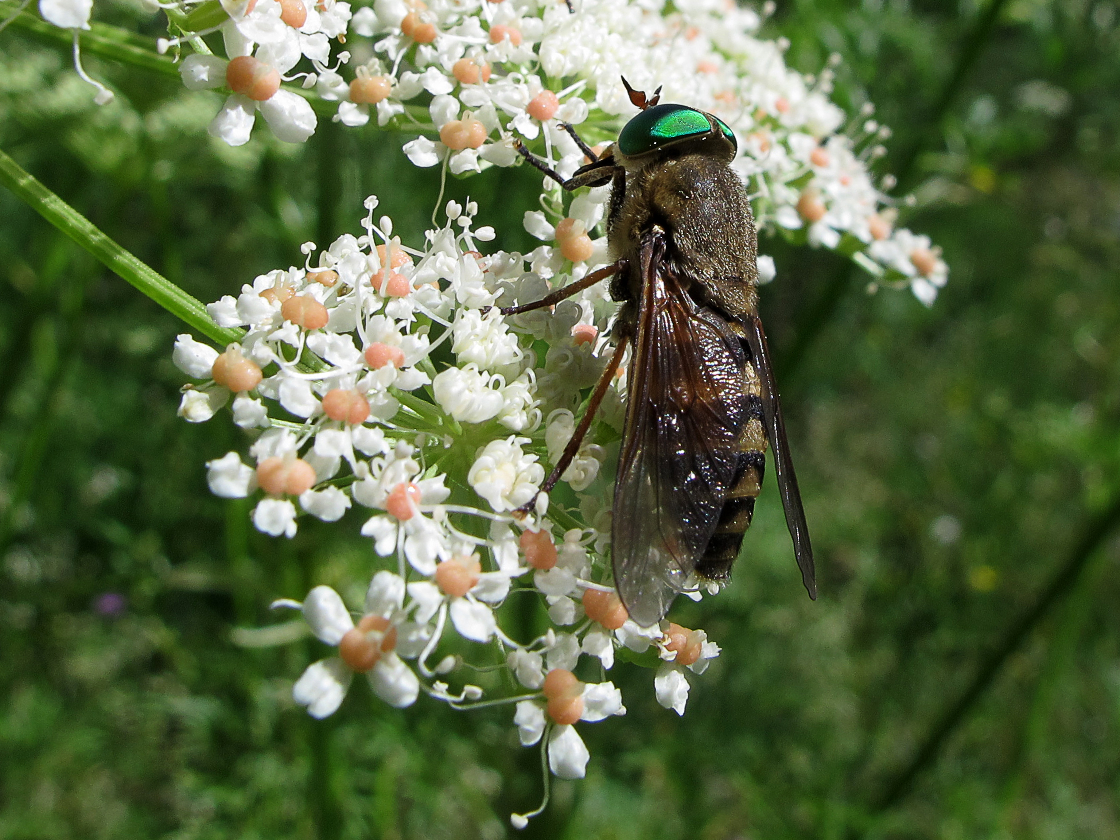 Tabano ♀ Tabanidae (14905992013)