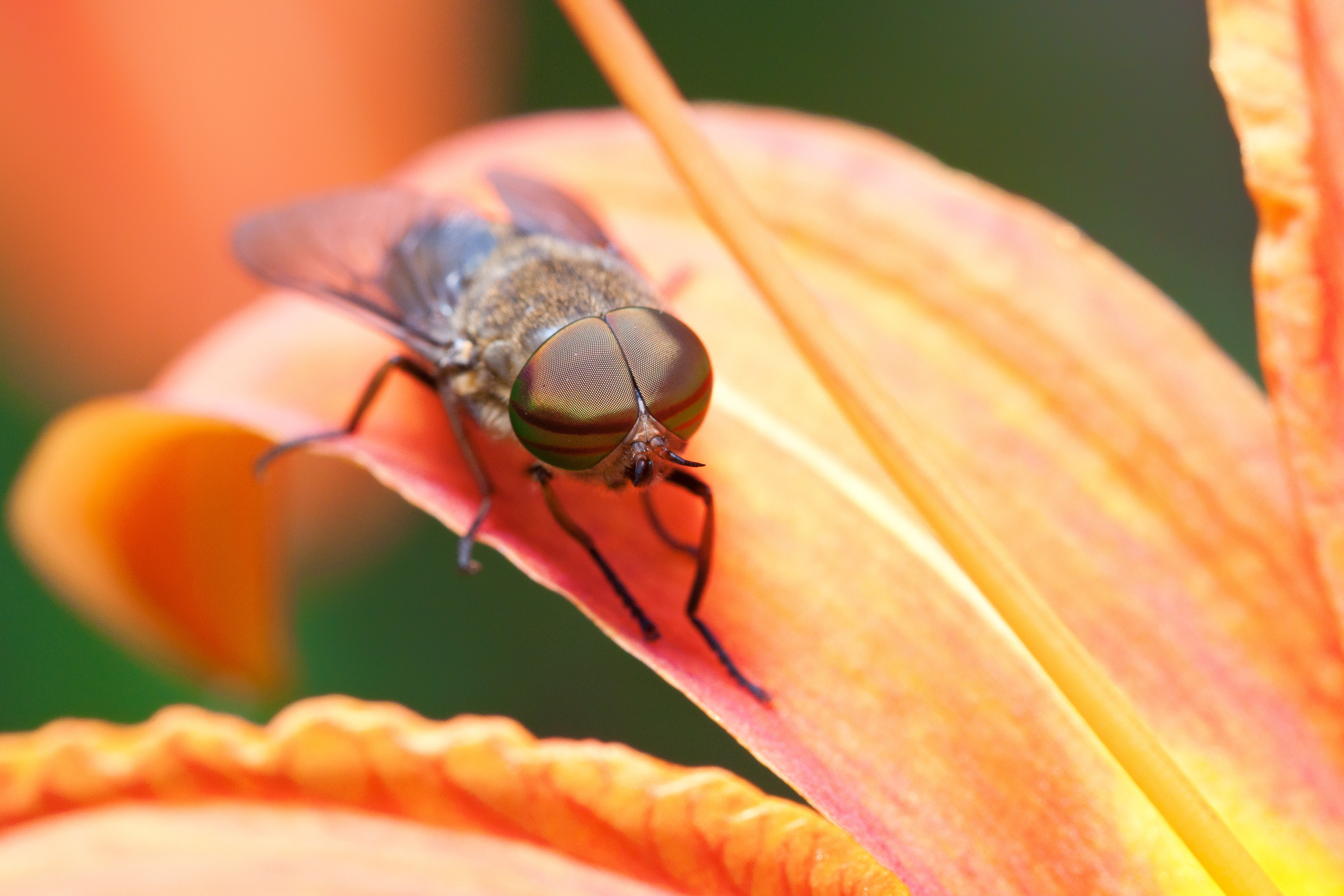 Tabanus bovinus-front