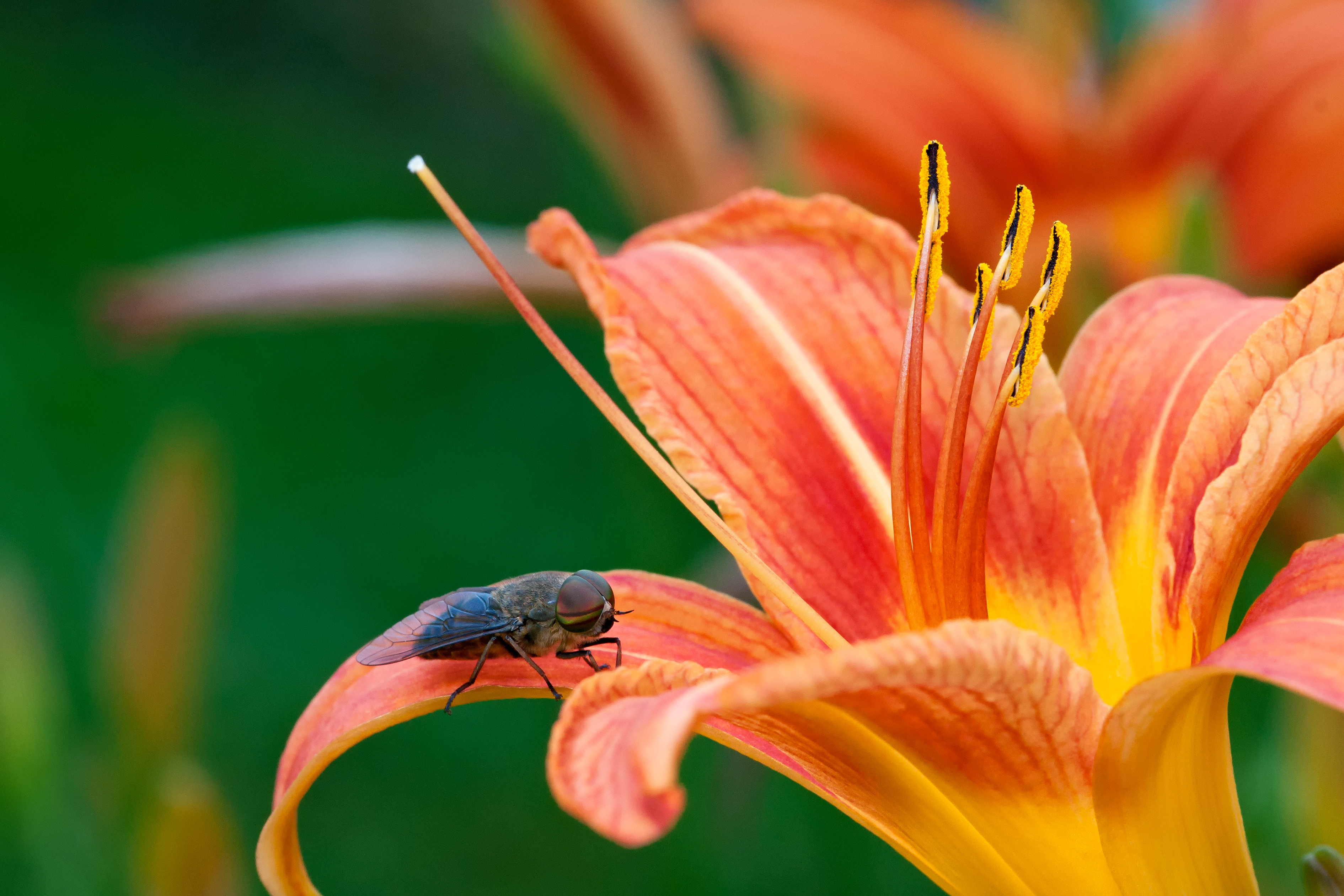 Tabanus bovinus flower