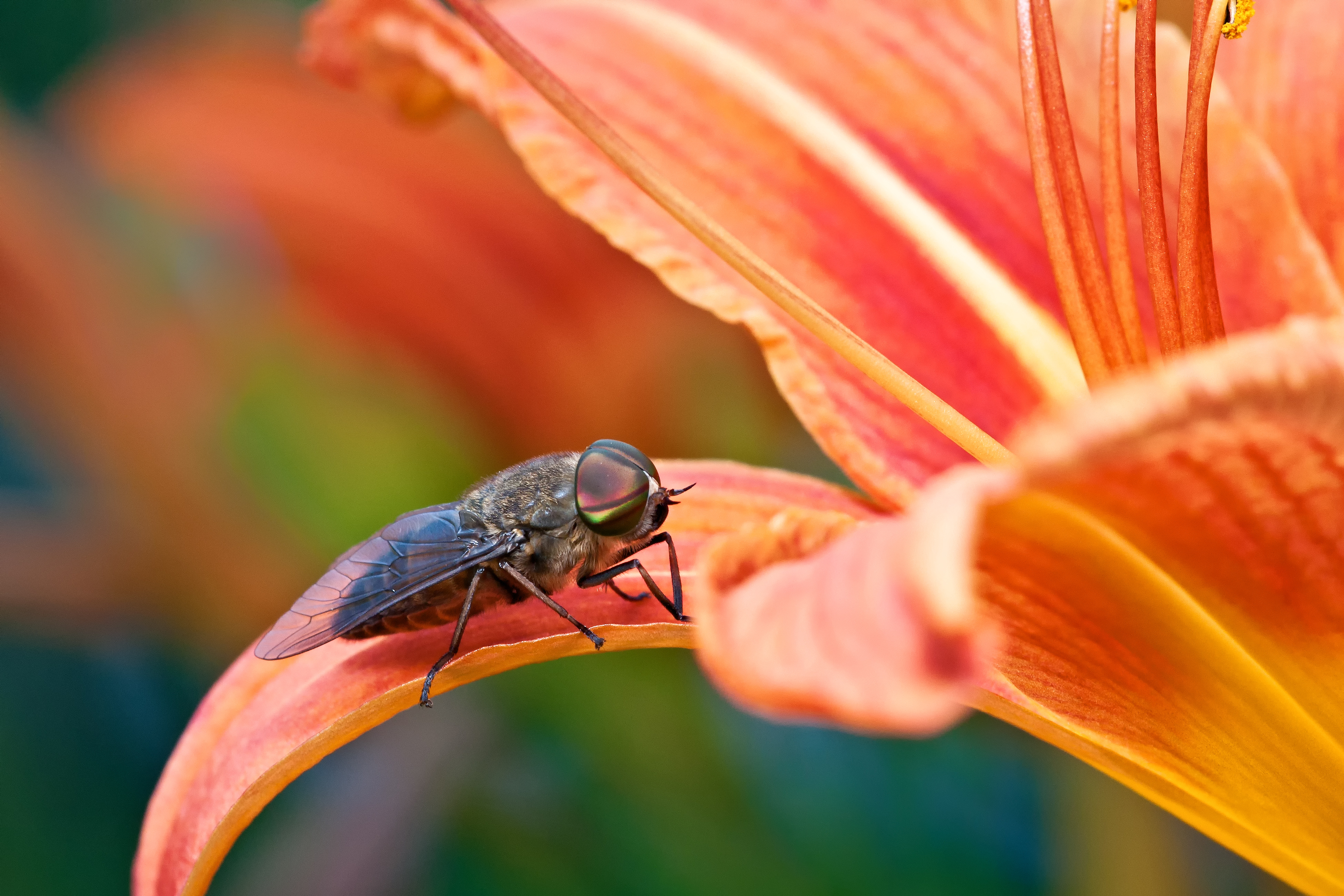 Tabanus bovinus flower1