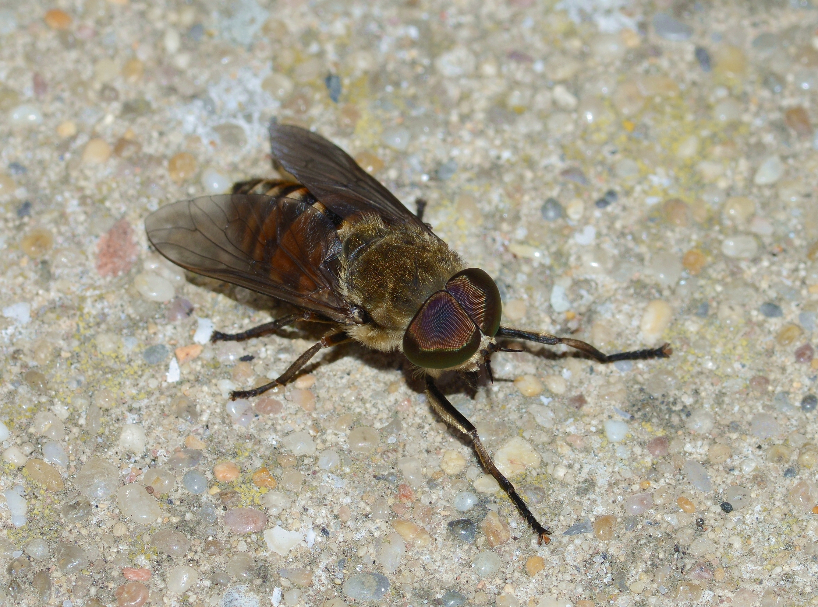 Tabanus July 2013-2