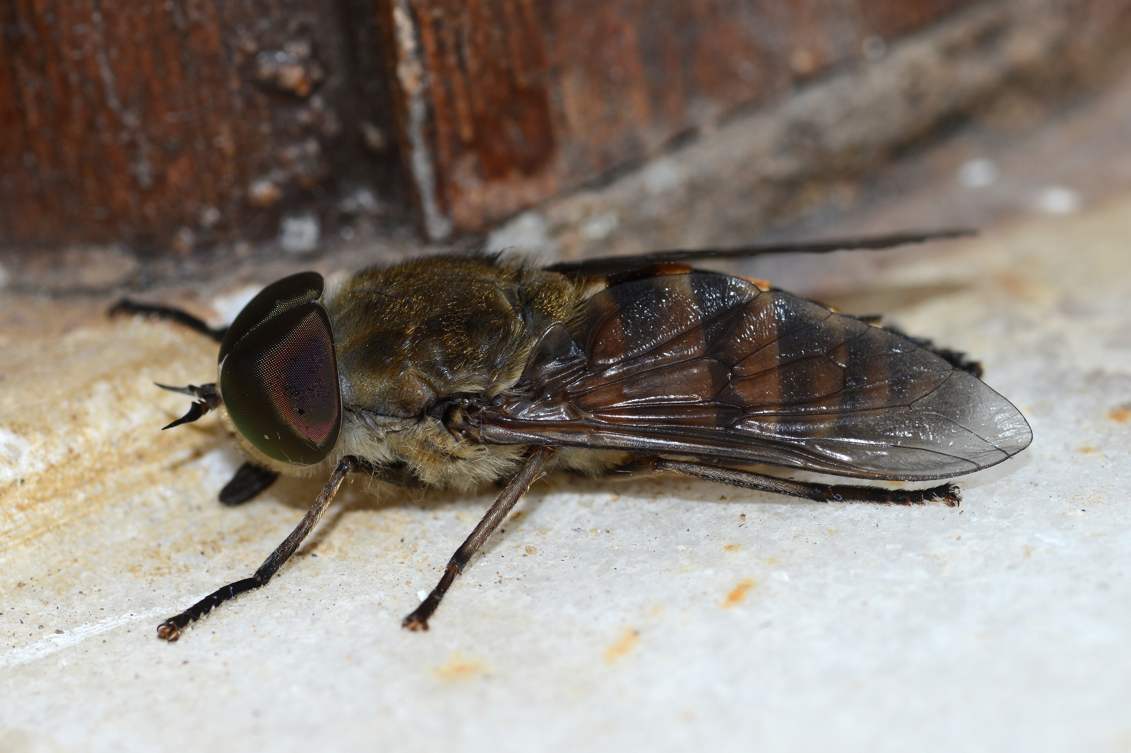 Tabanus July 2013-3