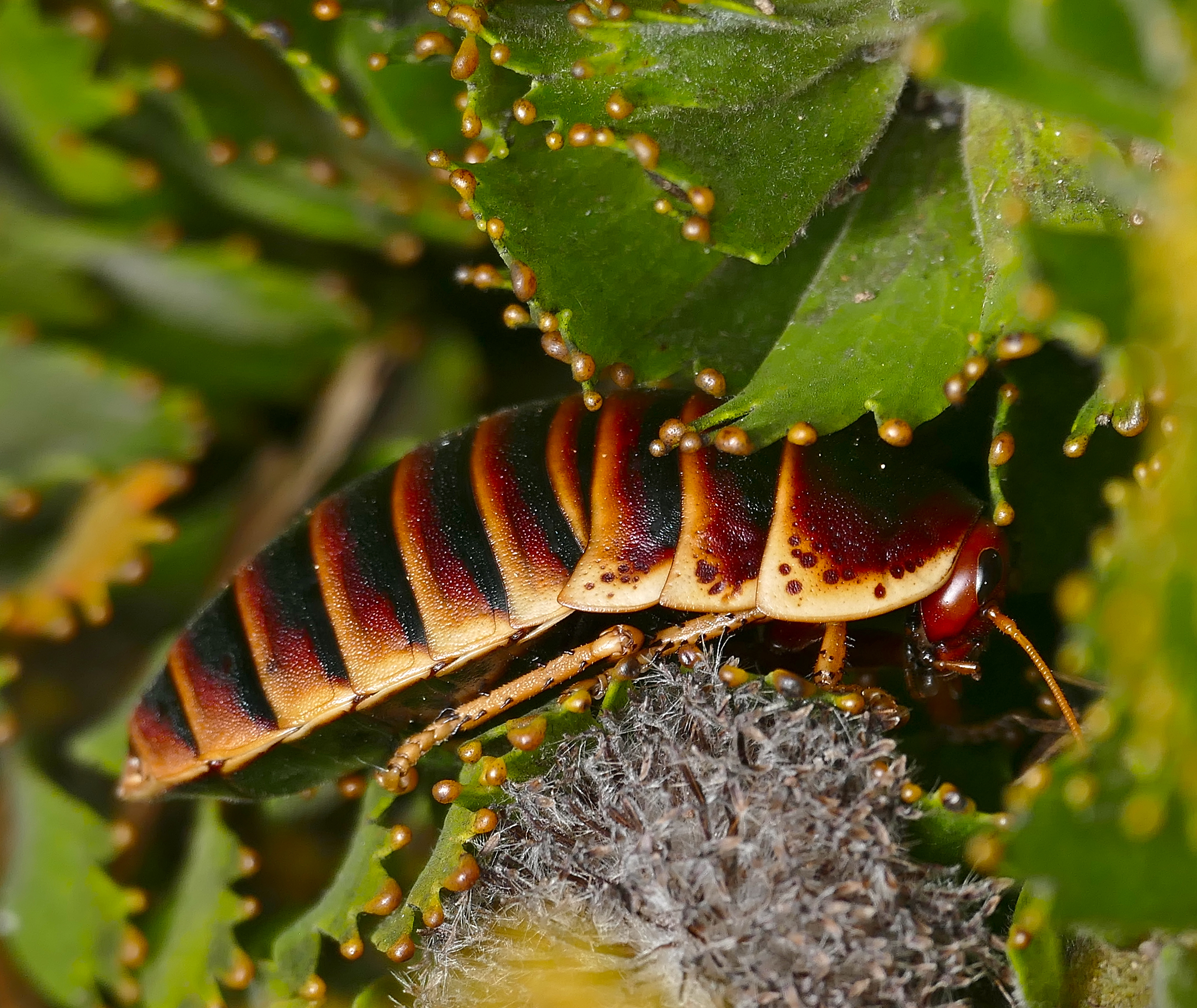 Table Mountain Cockroach (Aptera fusca) female (32832398941)
