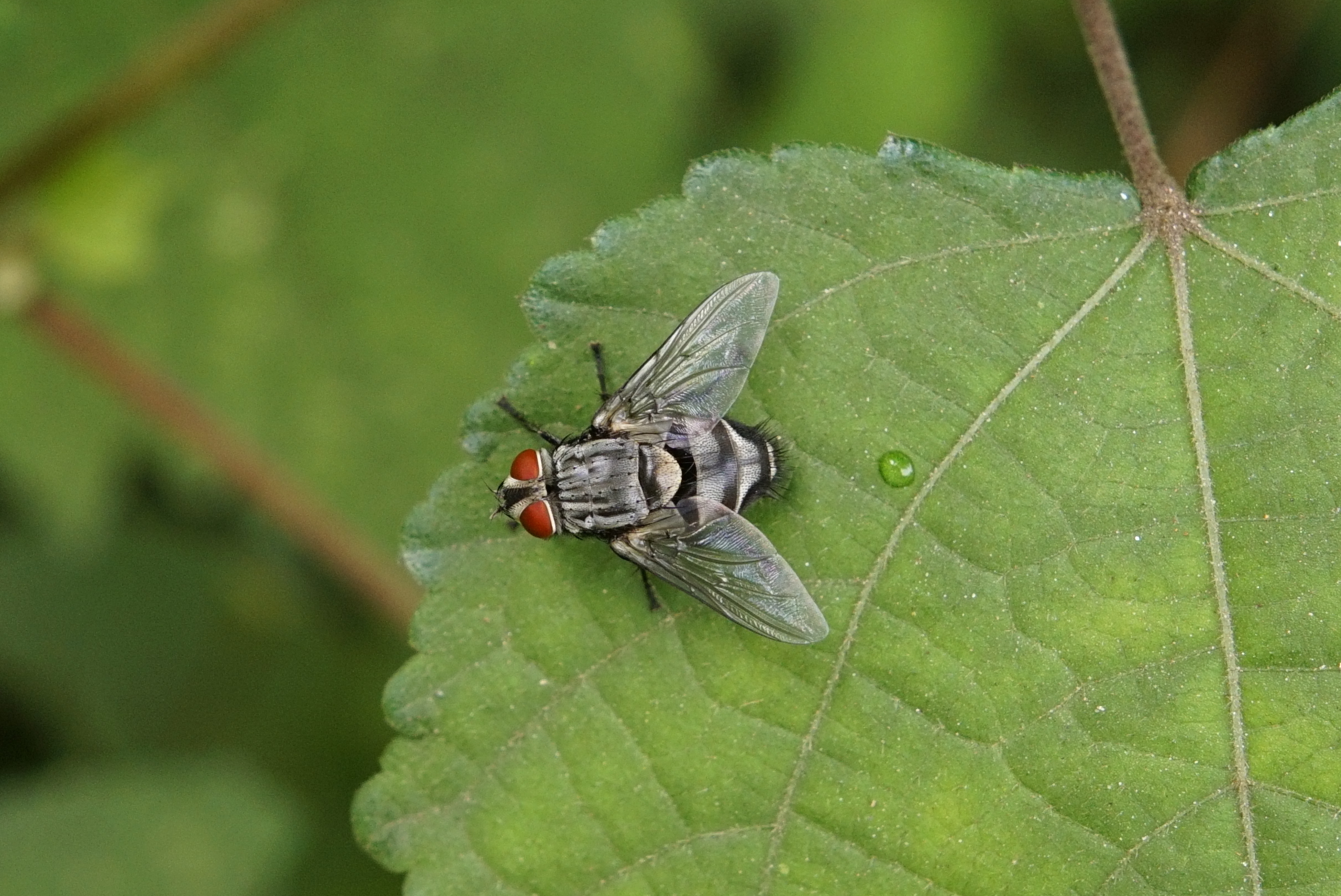 Tachinidae 2587