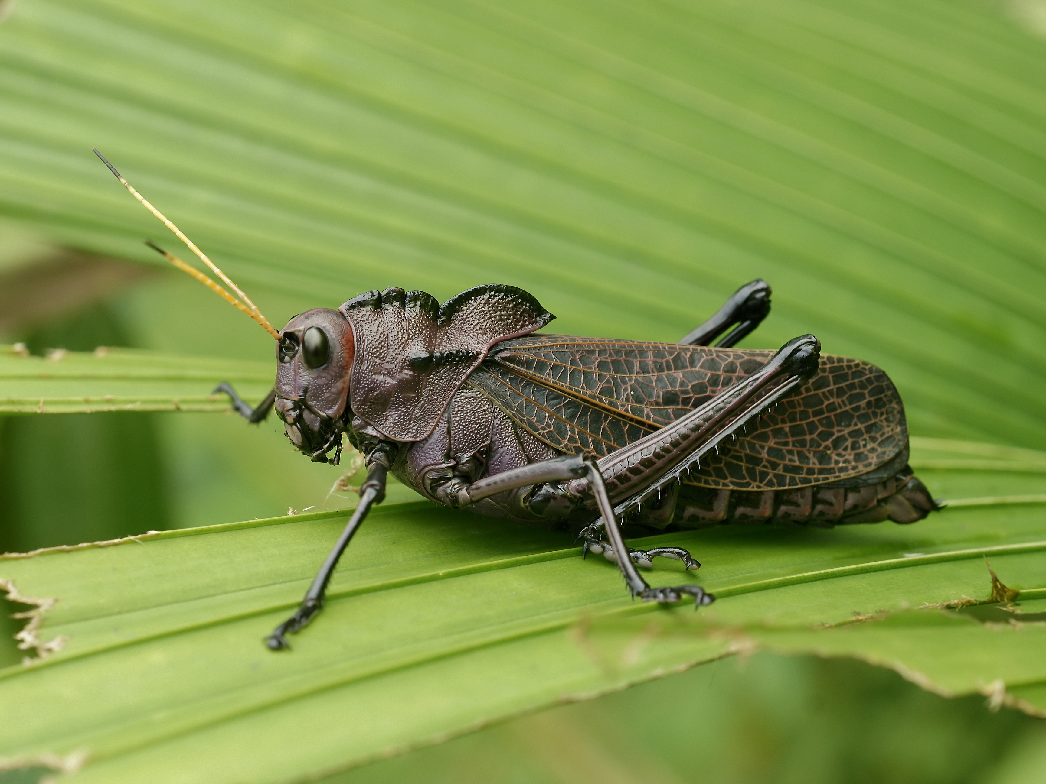 Taeniopoda reticulata