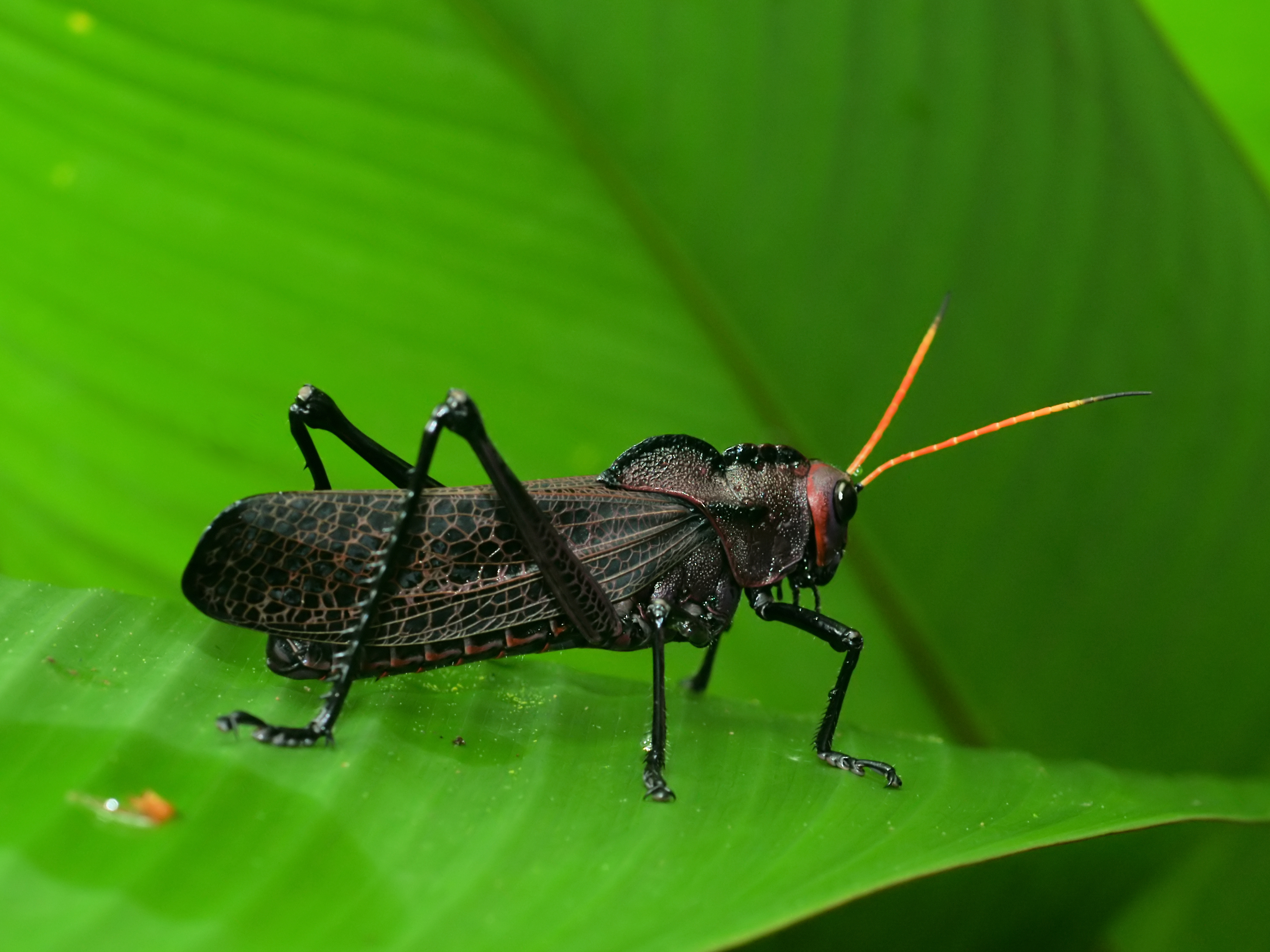 Taeniopoda reticulata 2