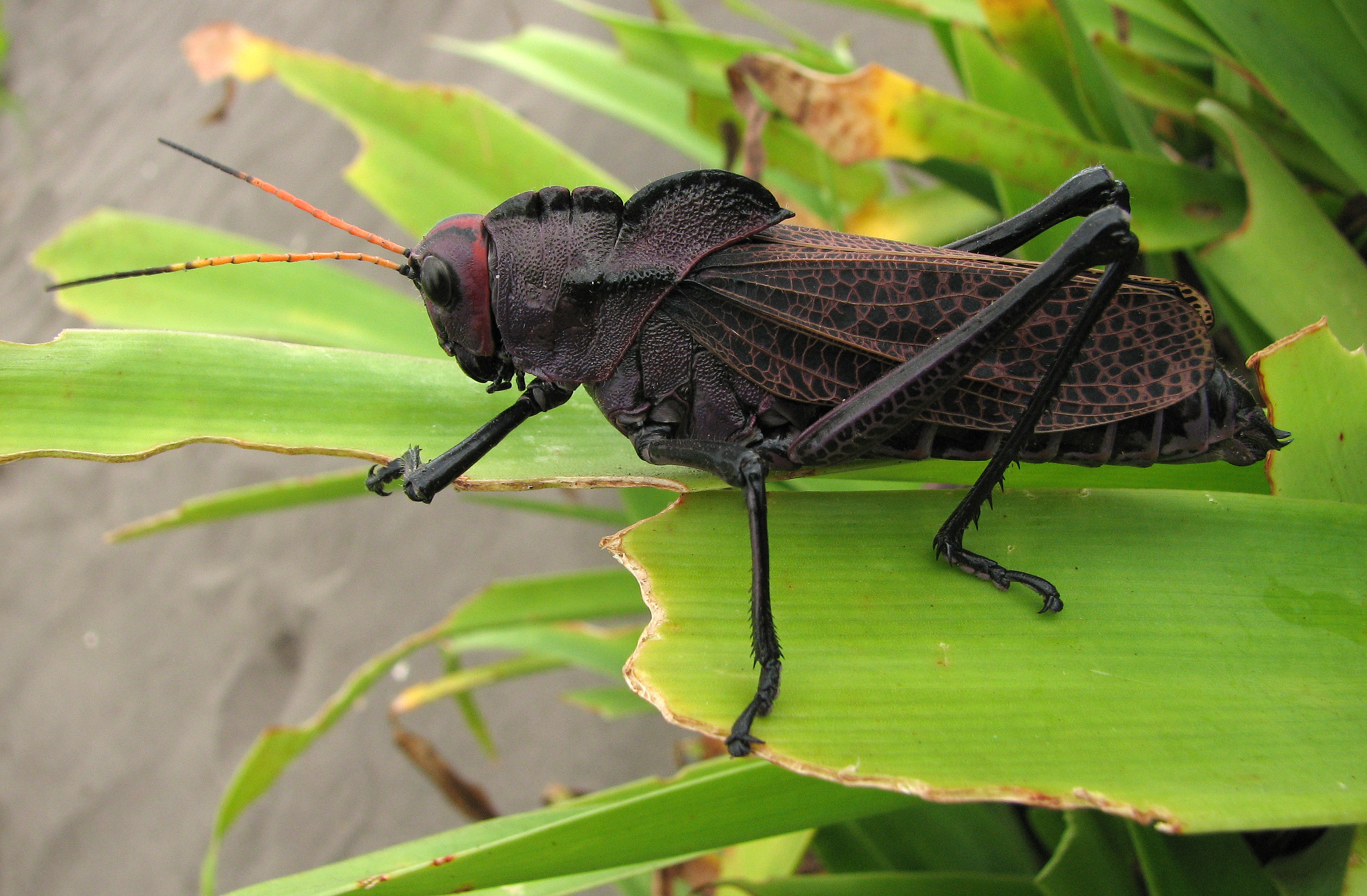 Taeniopoda reticulata 2816px