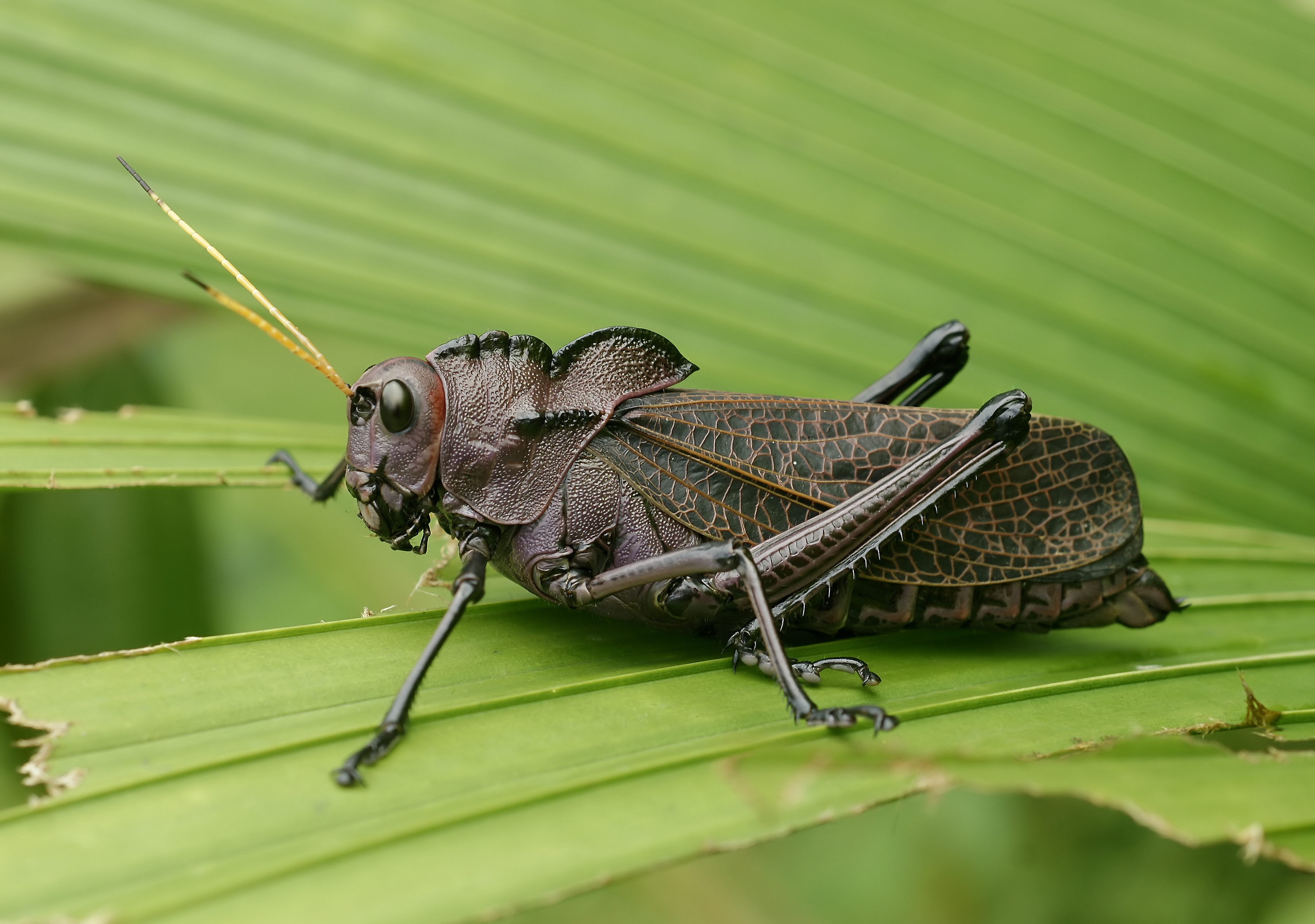 Taeniopoda reticulata edit