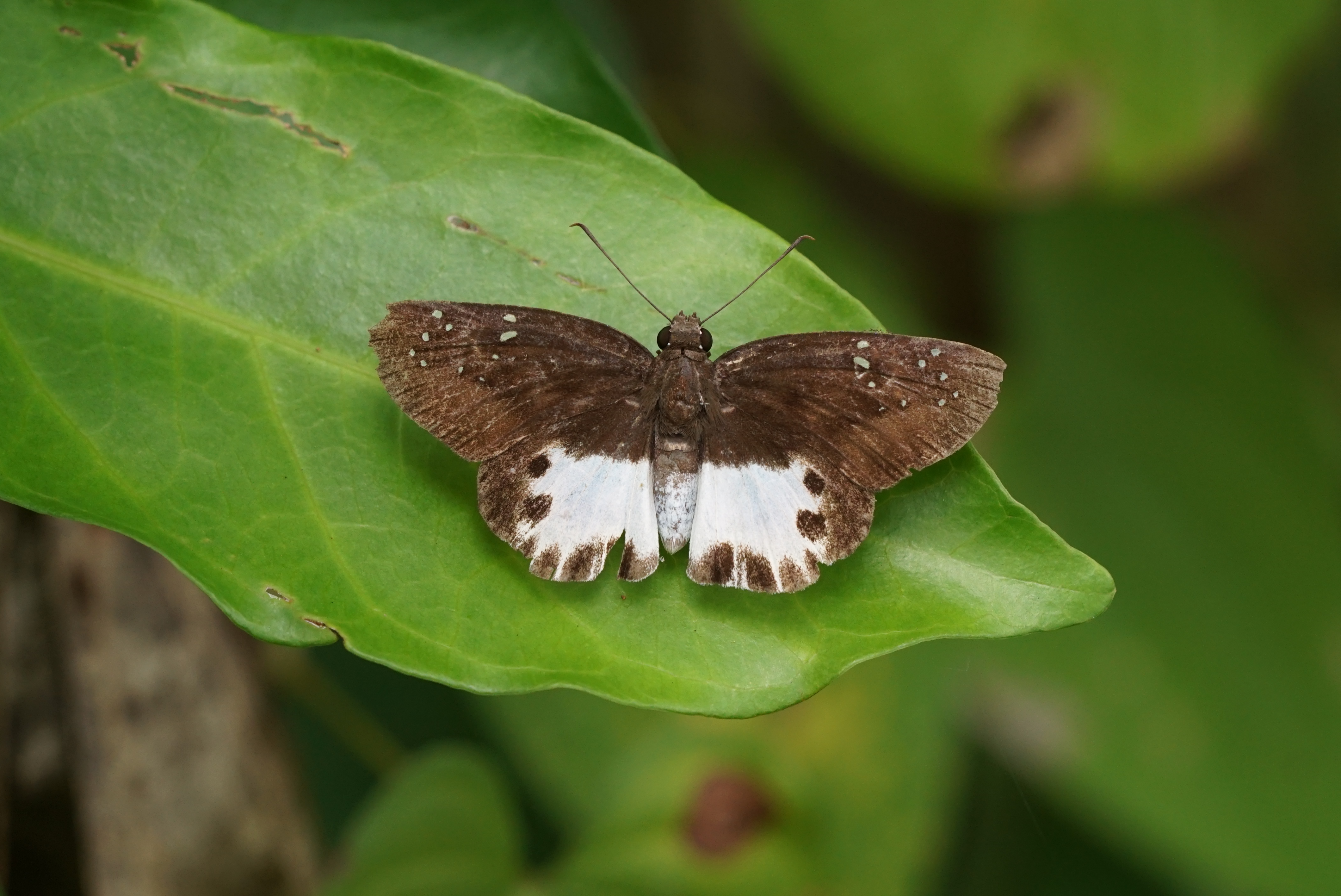 Tagiades litigiosa 00358