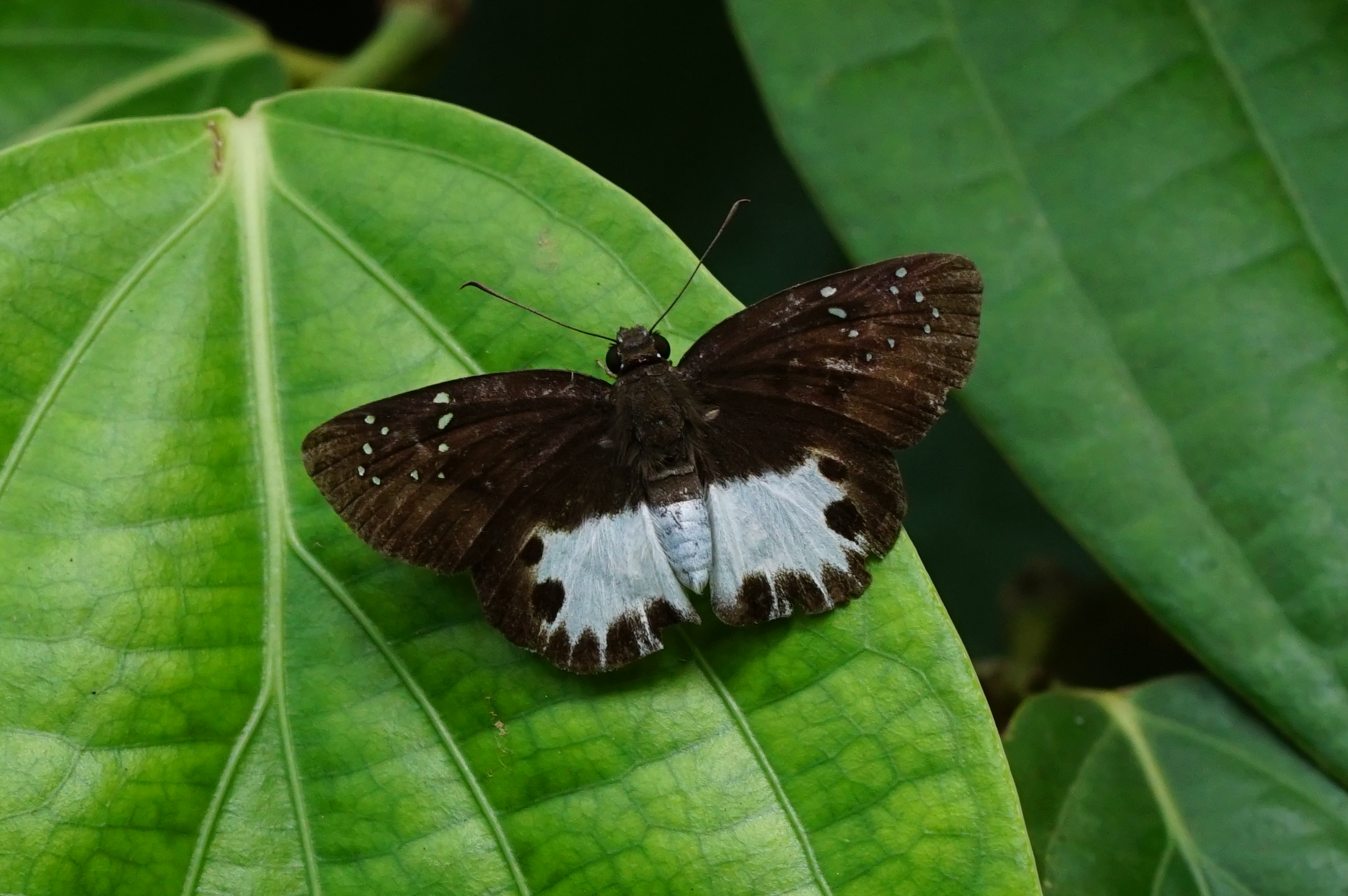 Tagiades litigiosa 04865