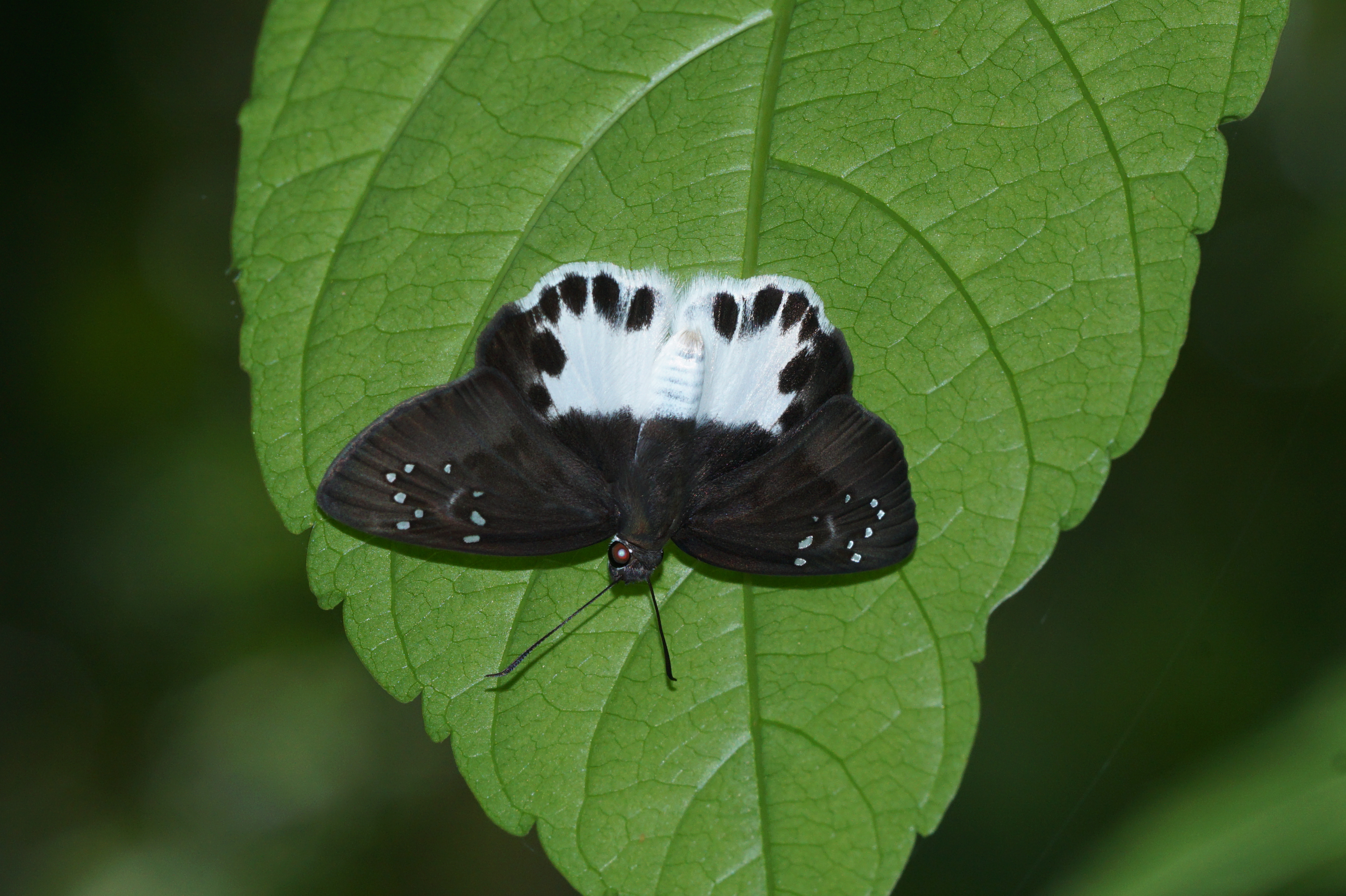 Tagiades litigiosa 05123