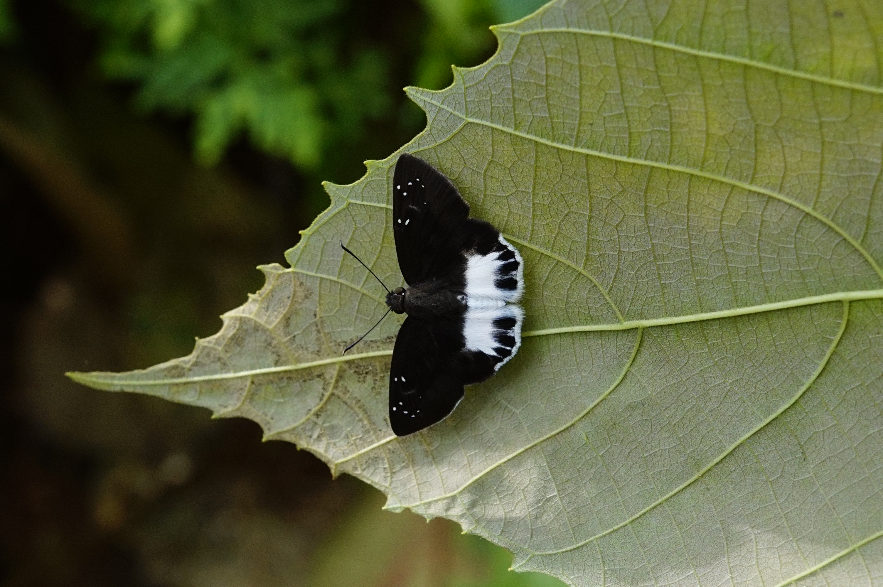 Tagiades litigiosa 8758