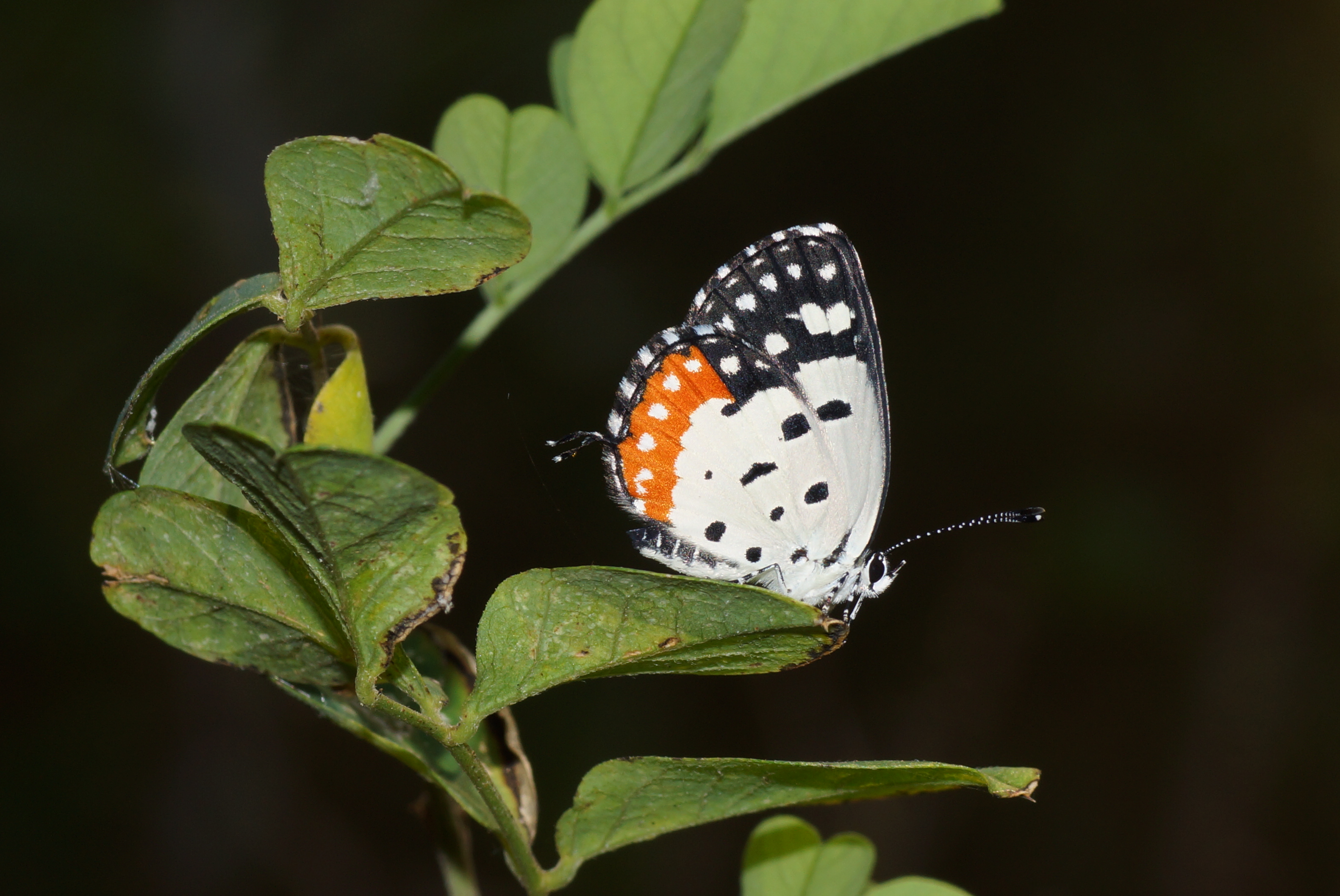 Talicada nyseus 03385