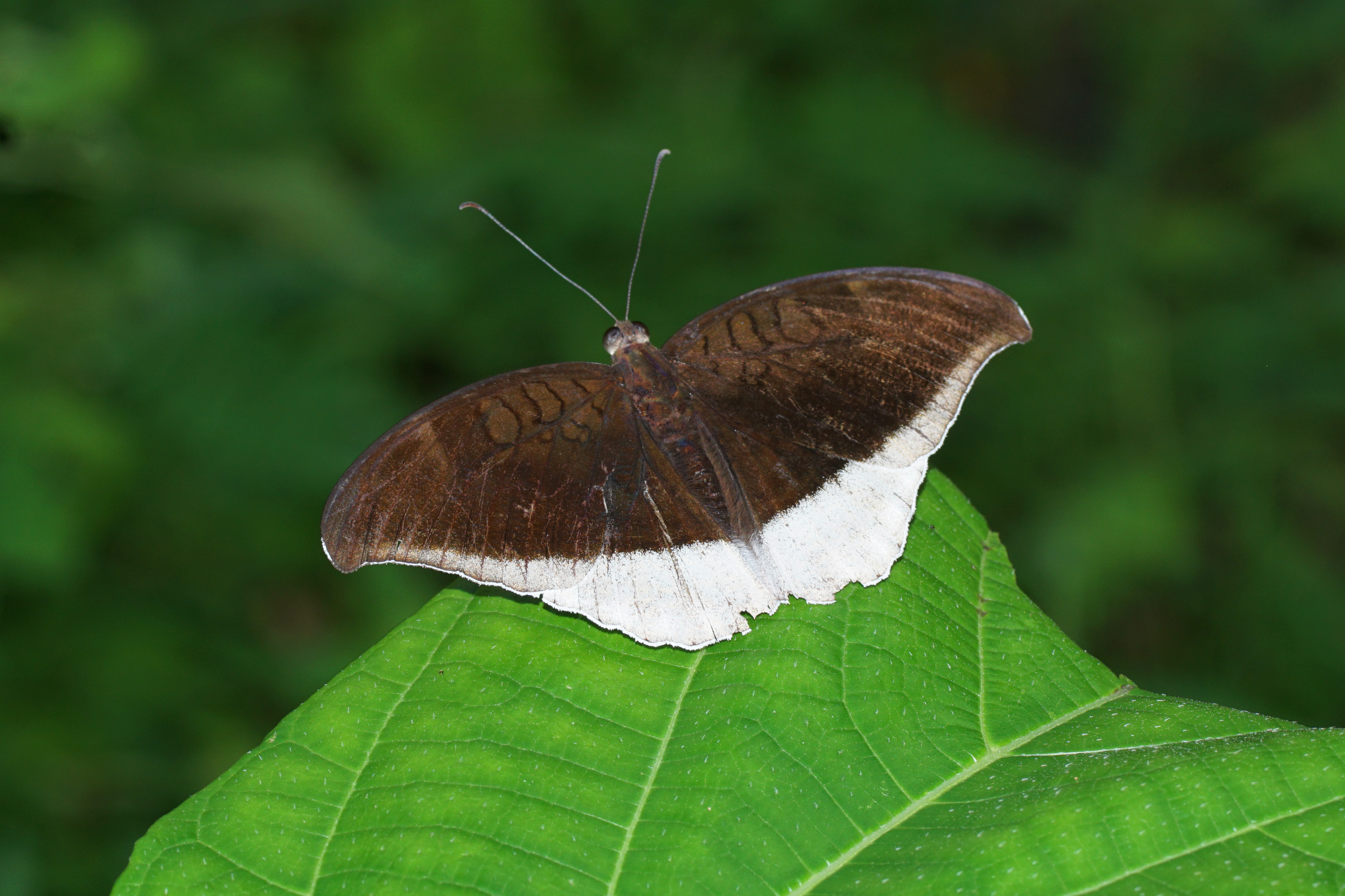 Tanaecia lepidea 02307