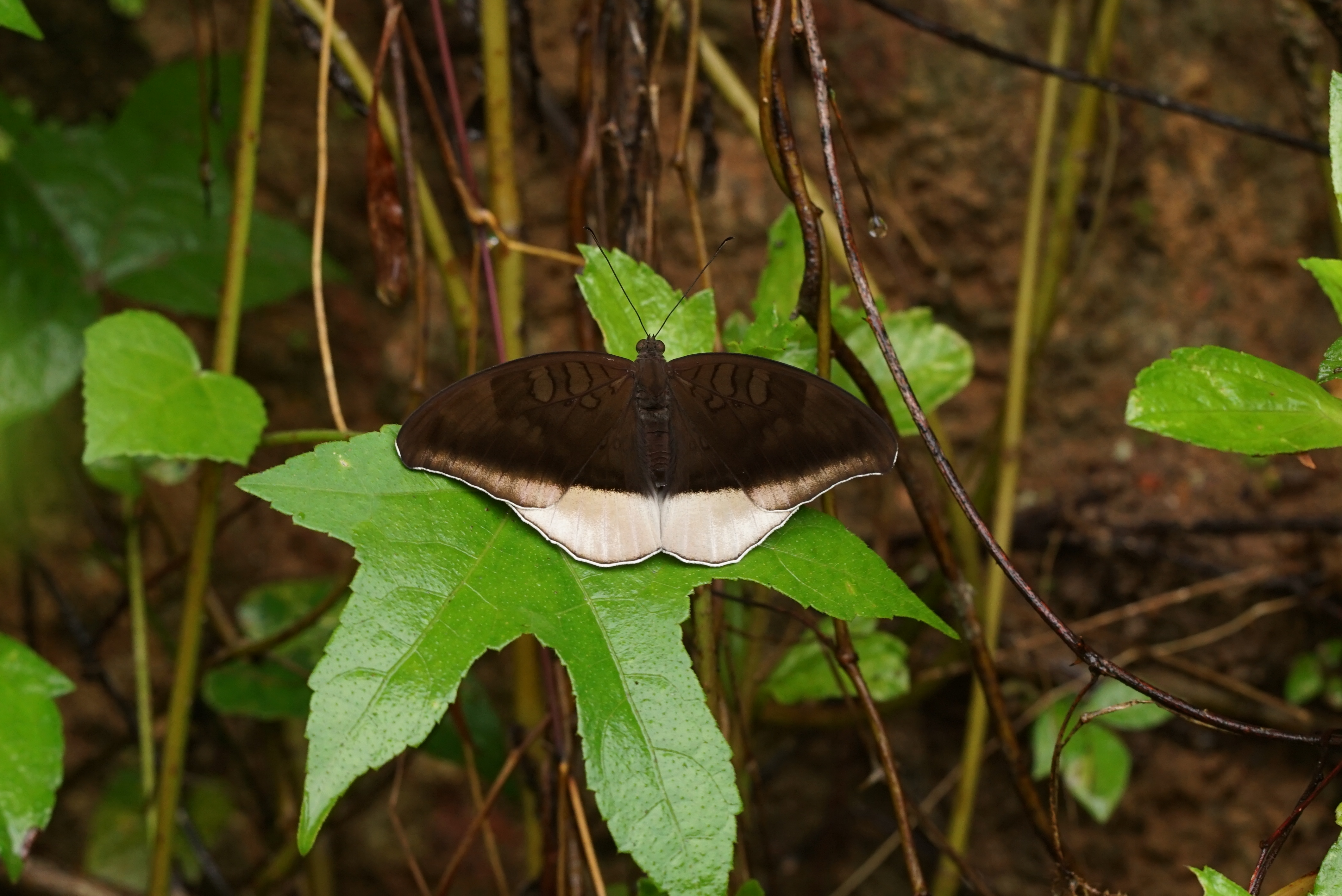 Tanaecia lepidea 07260