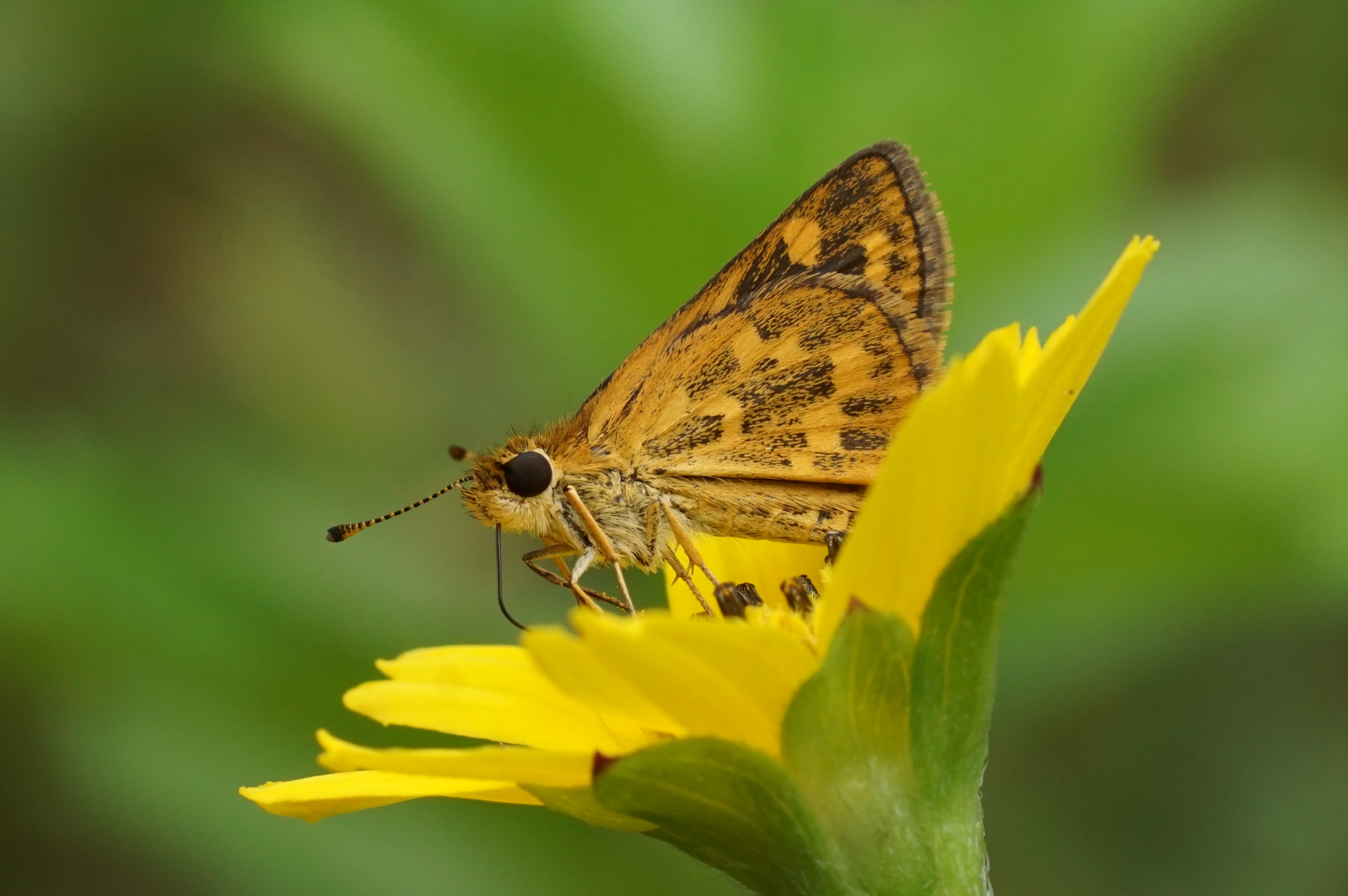 Taractrocera ceramas 09179