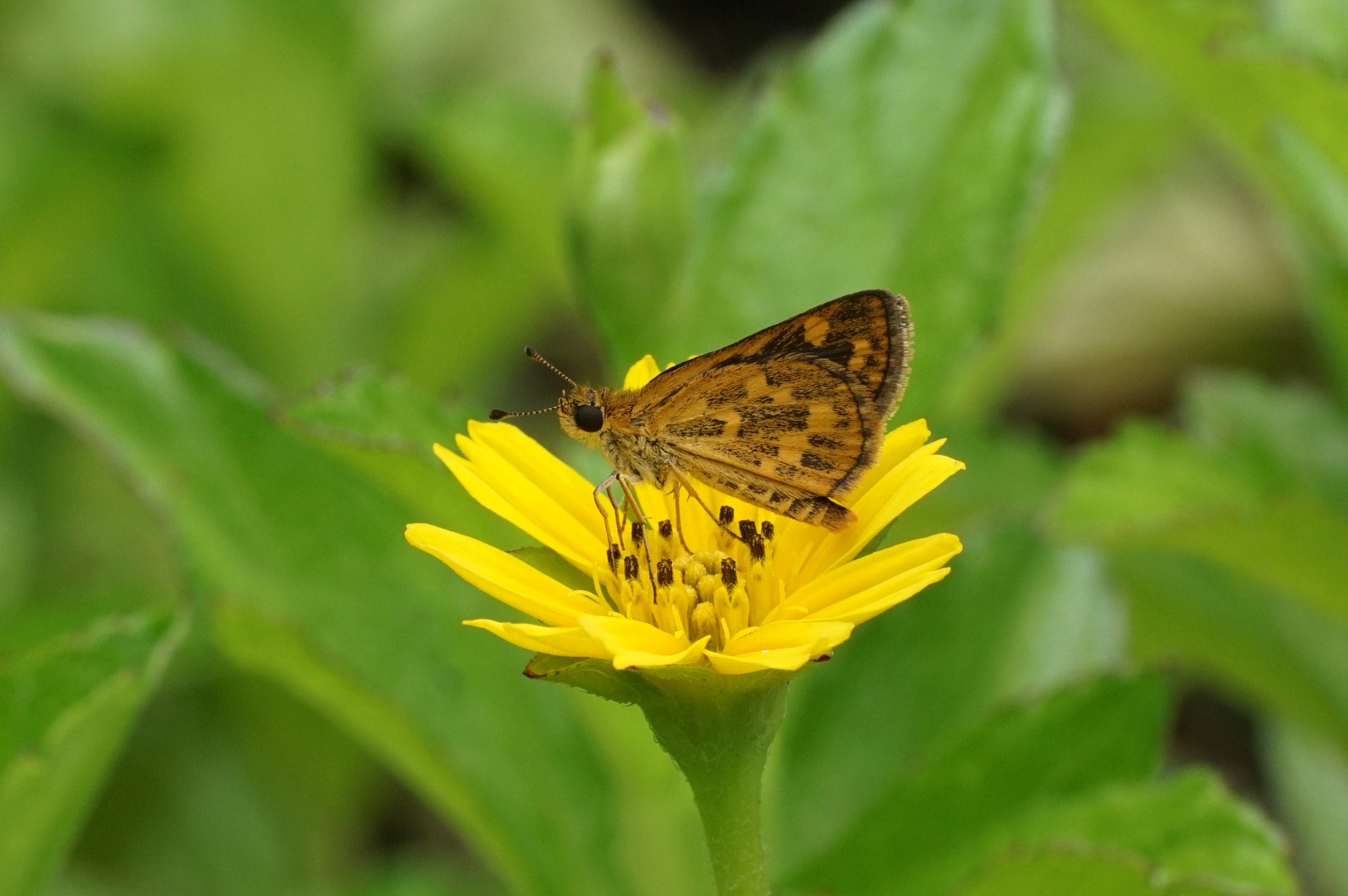 Taractrocera ceramas 09247