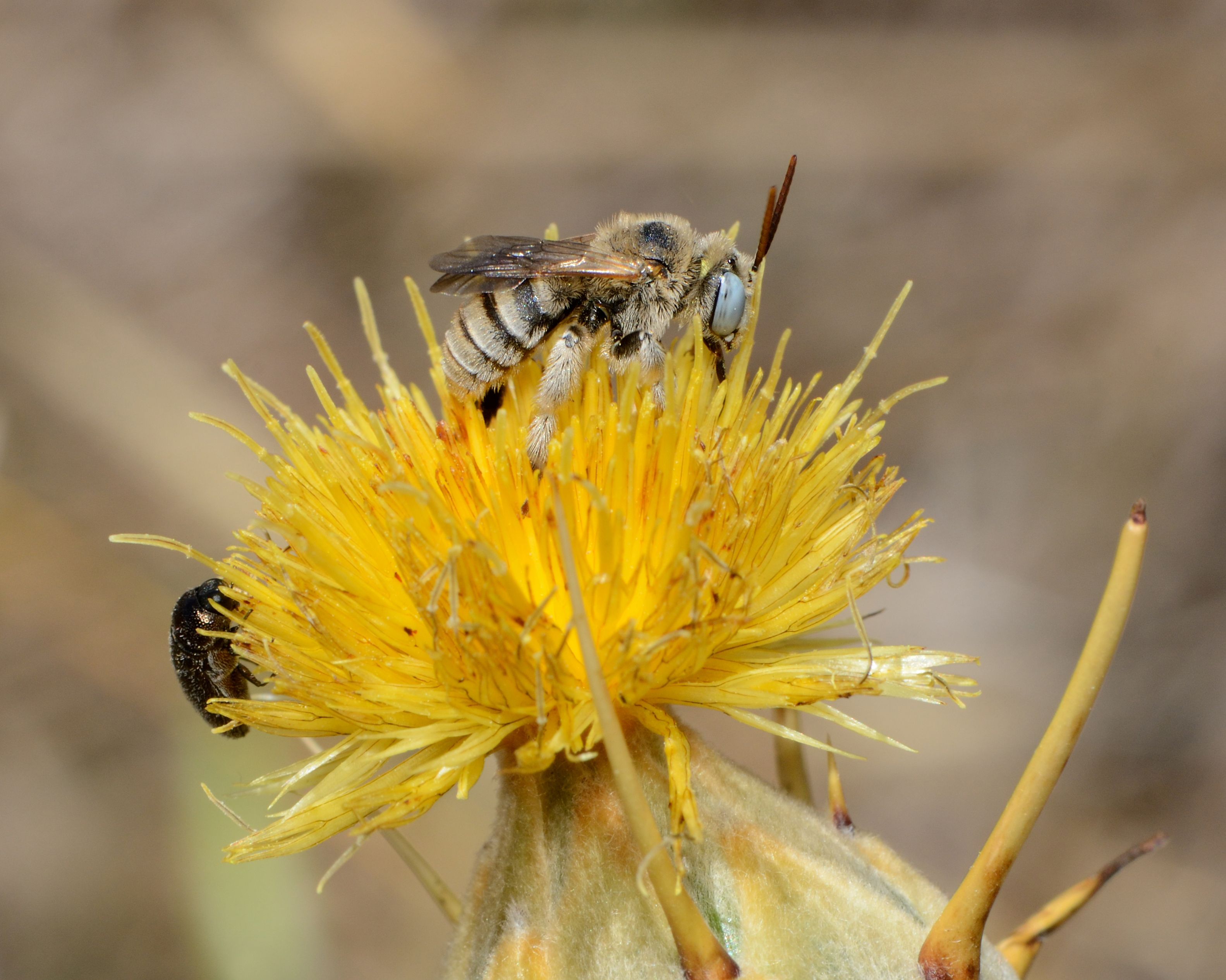 Tarsalia ancyliformis male 2