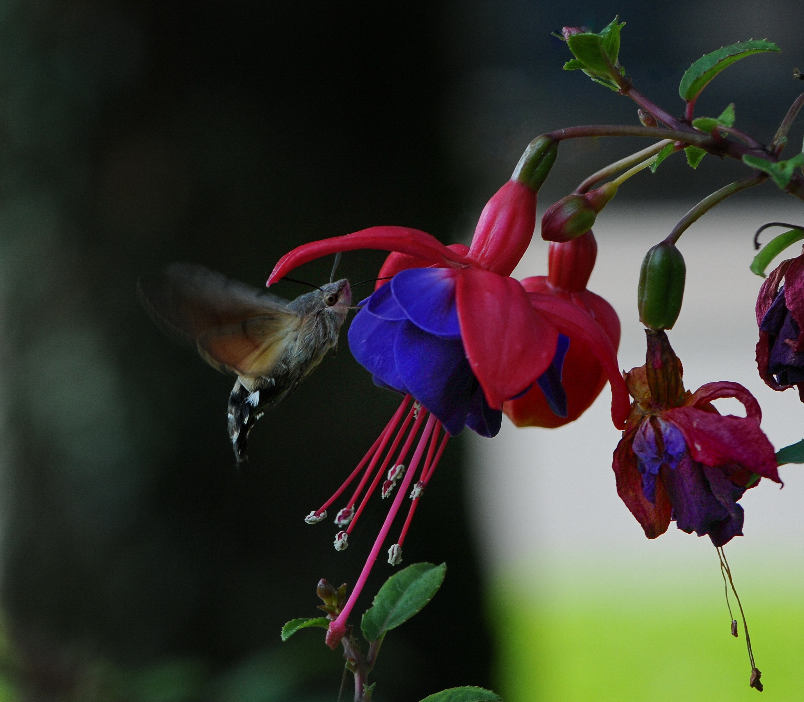 Taubenschwänzchen, Macroglossum stellatarum 2