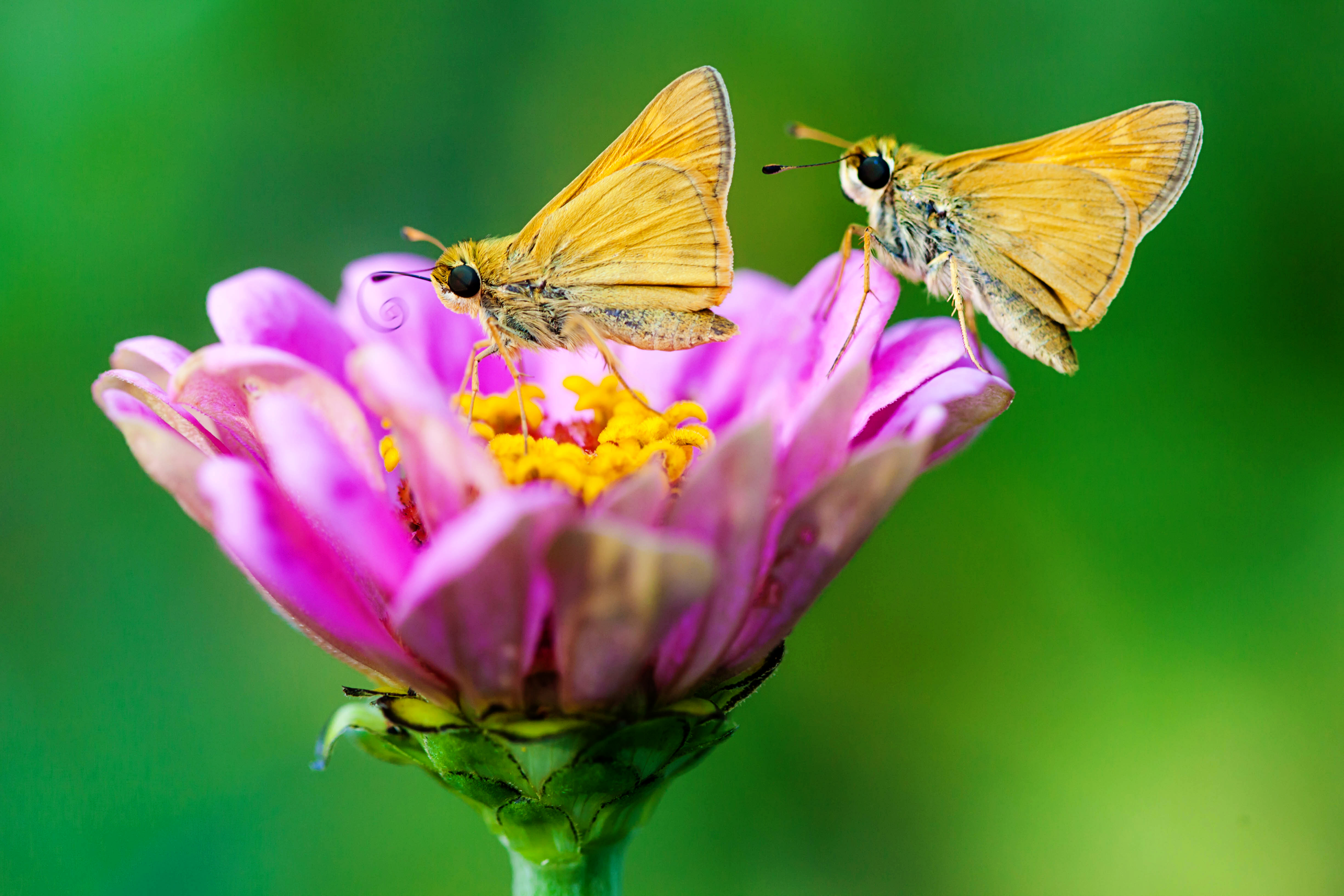 Tawny-edged skippers (19504274998)