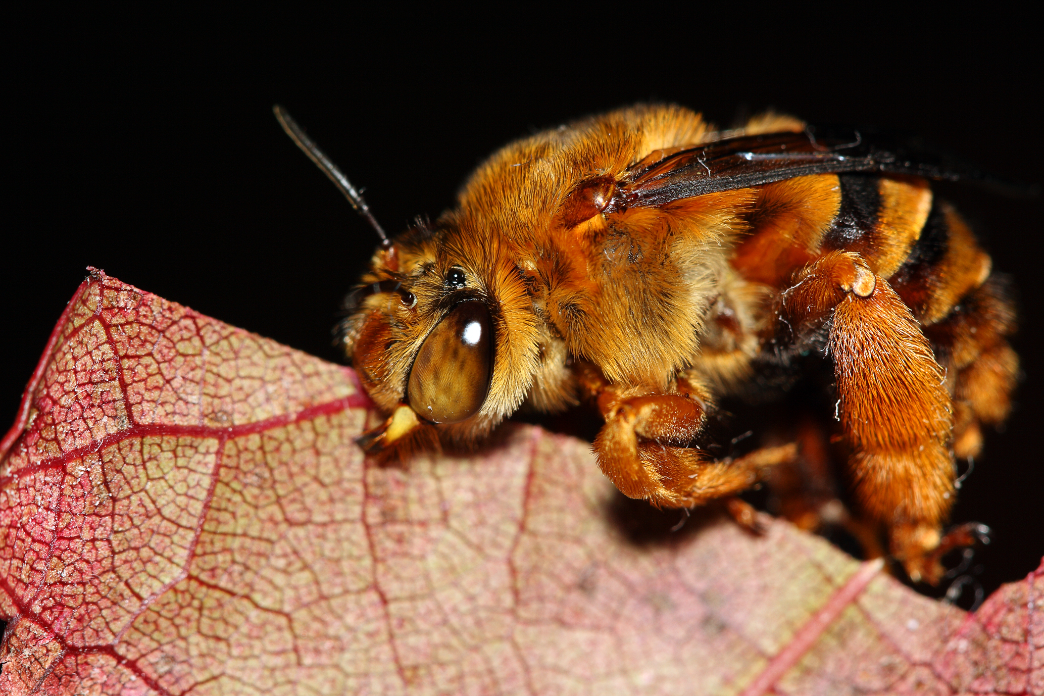 Teddy Bear Bee (2354272190)