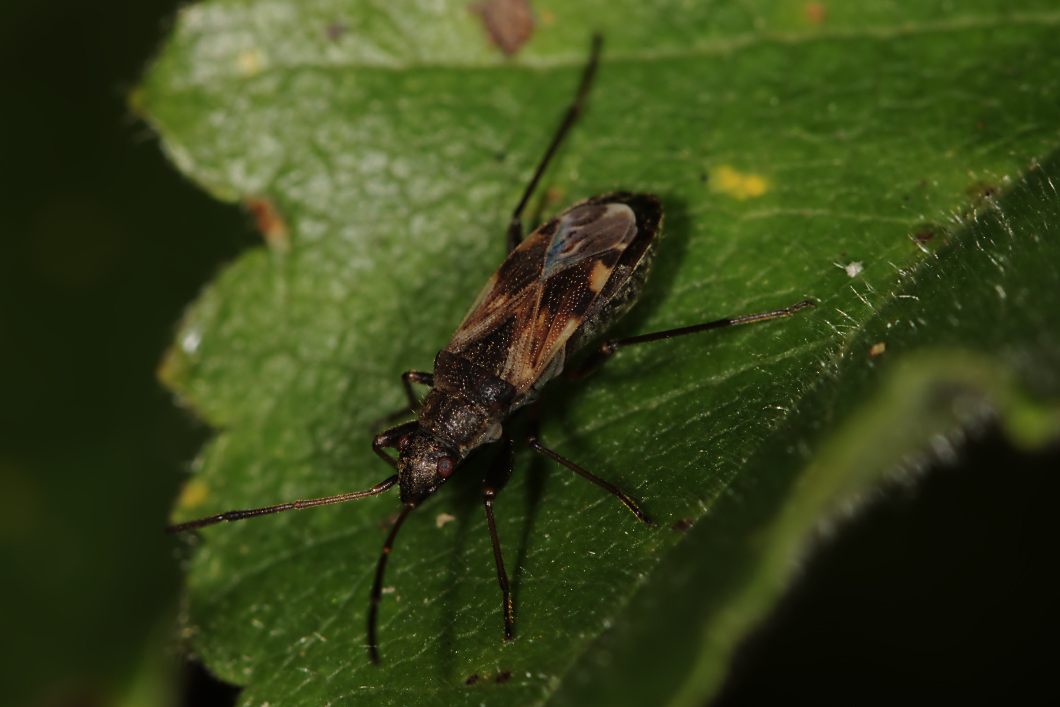 Teger (Heteroptera) (4905317254)