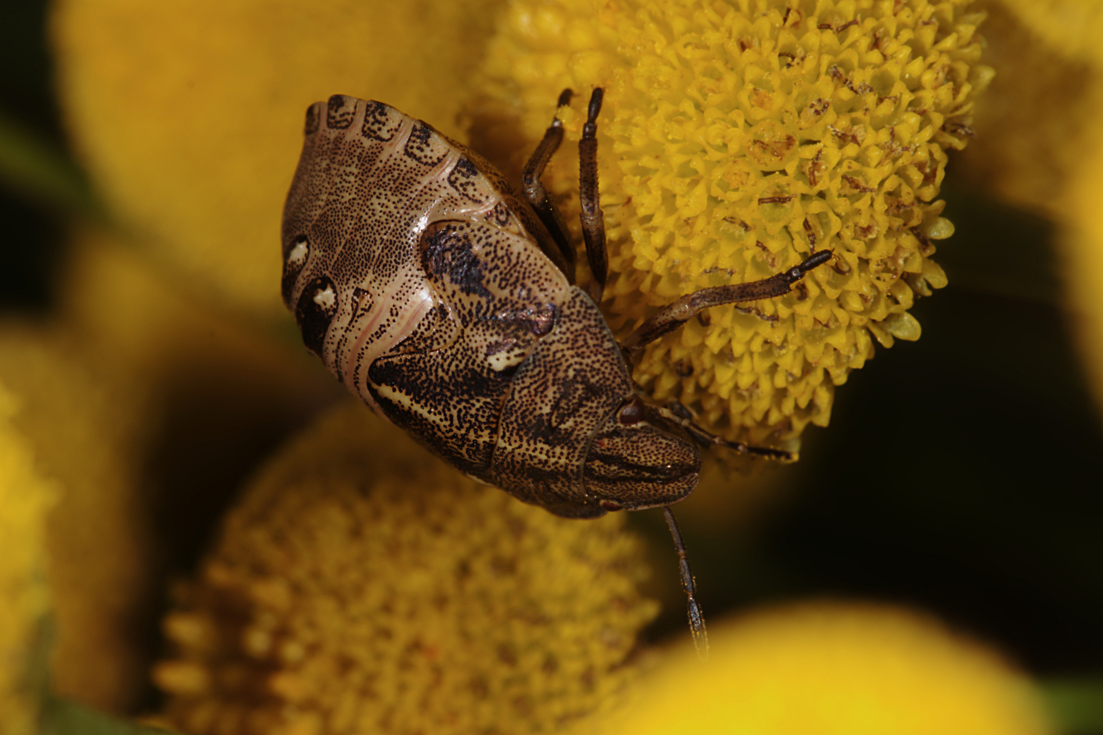 Teger (Heteroptera) (4910740059)