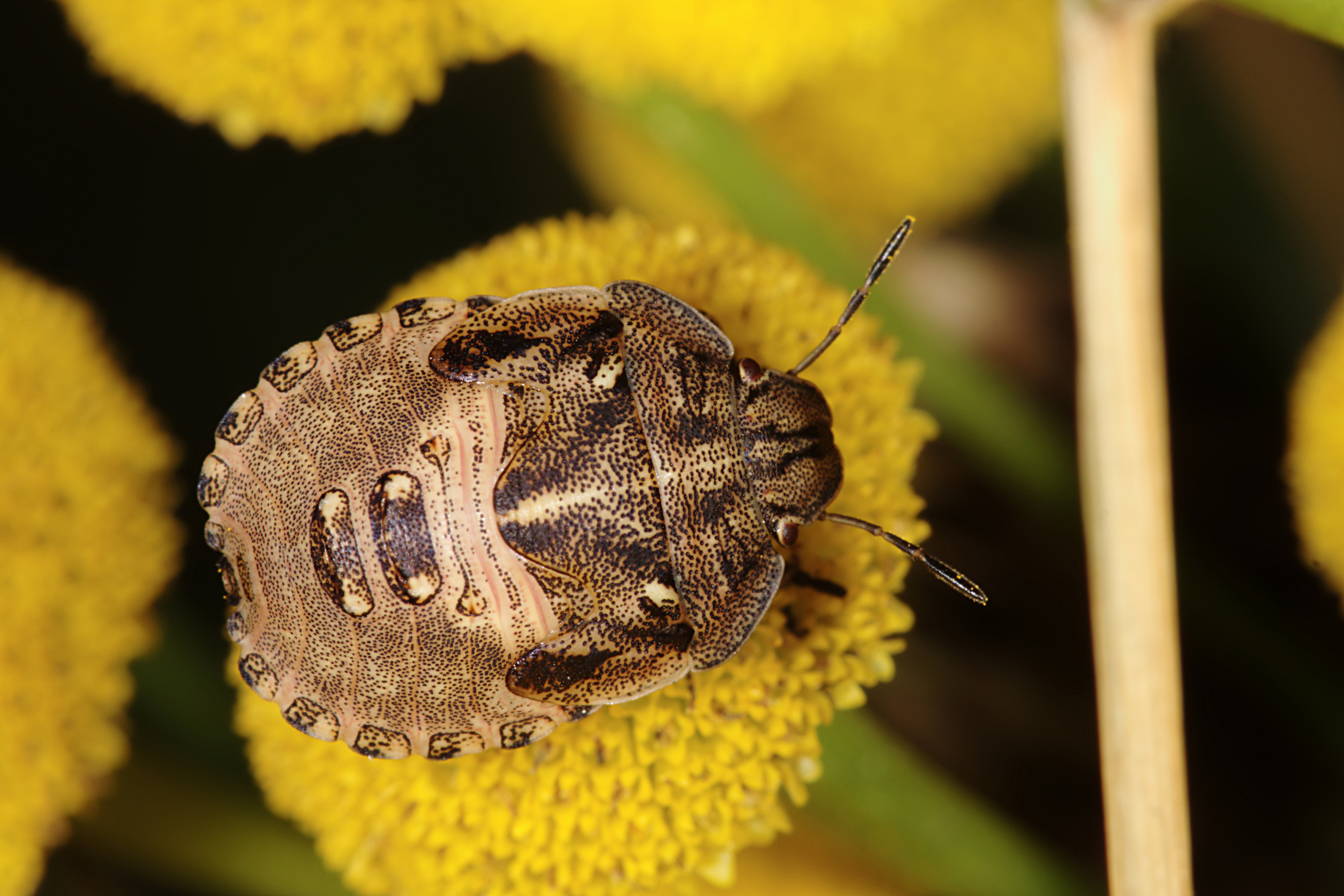Teger (Heteroptera) (4910740335)