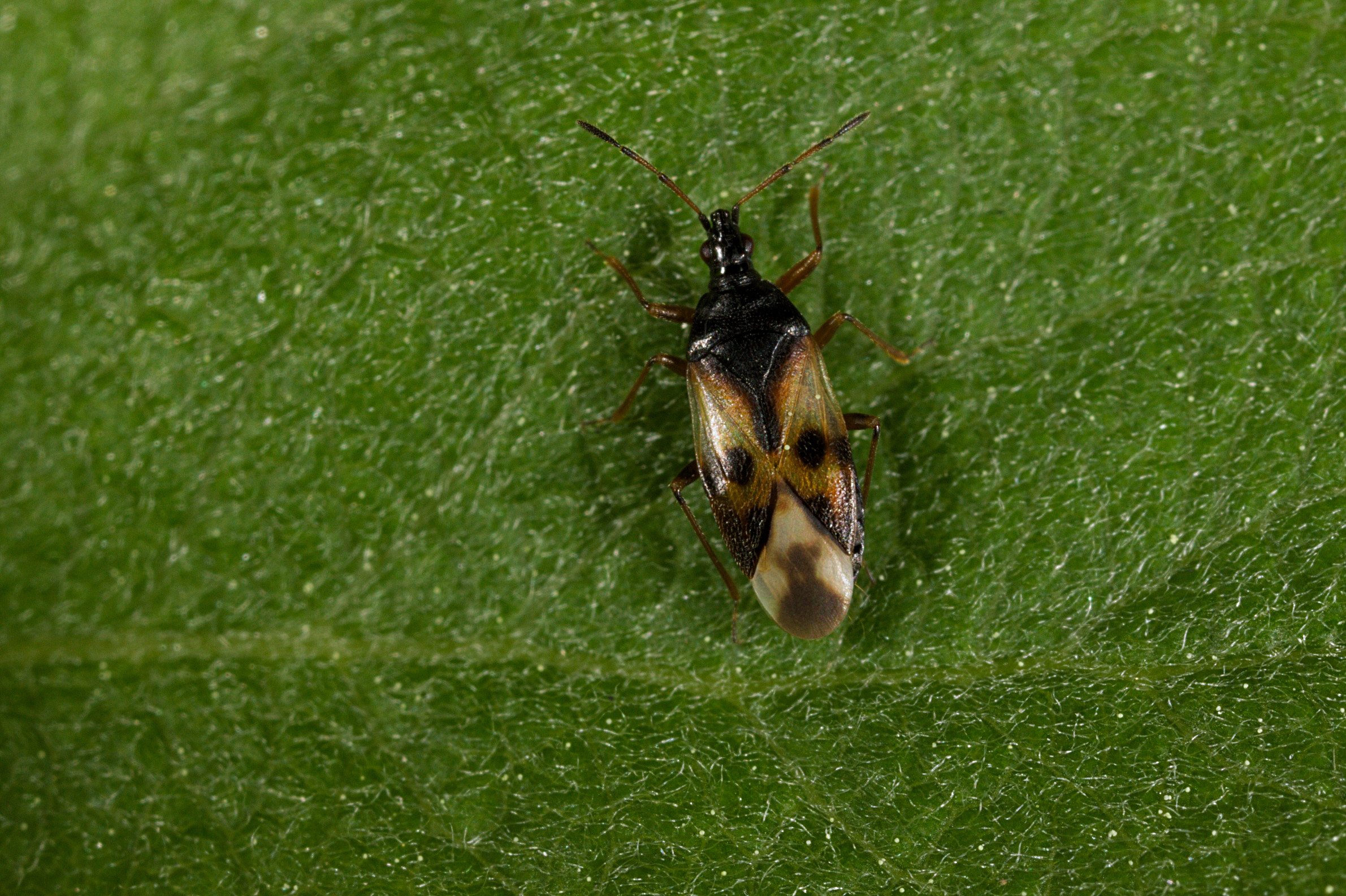 Teger (Heteroptera) (7274495014)