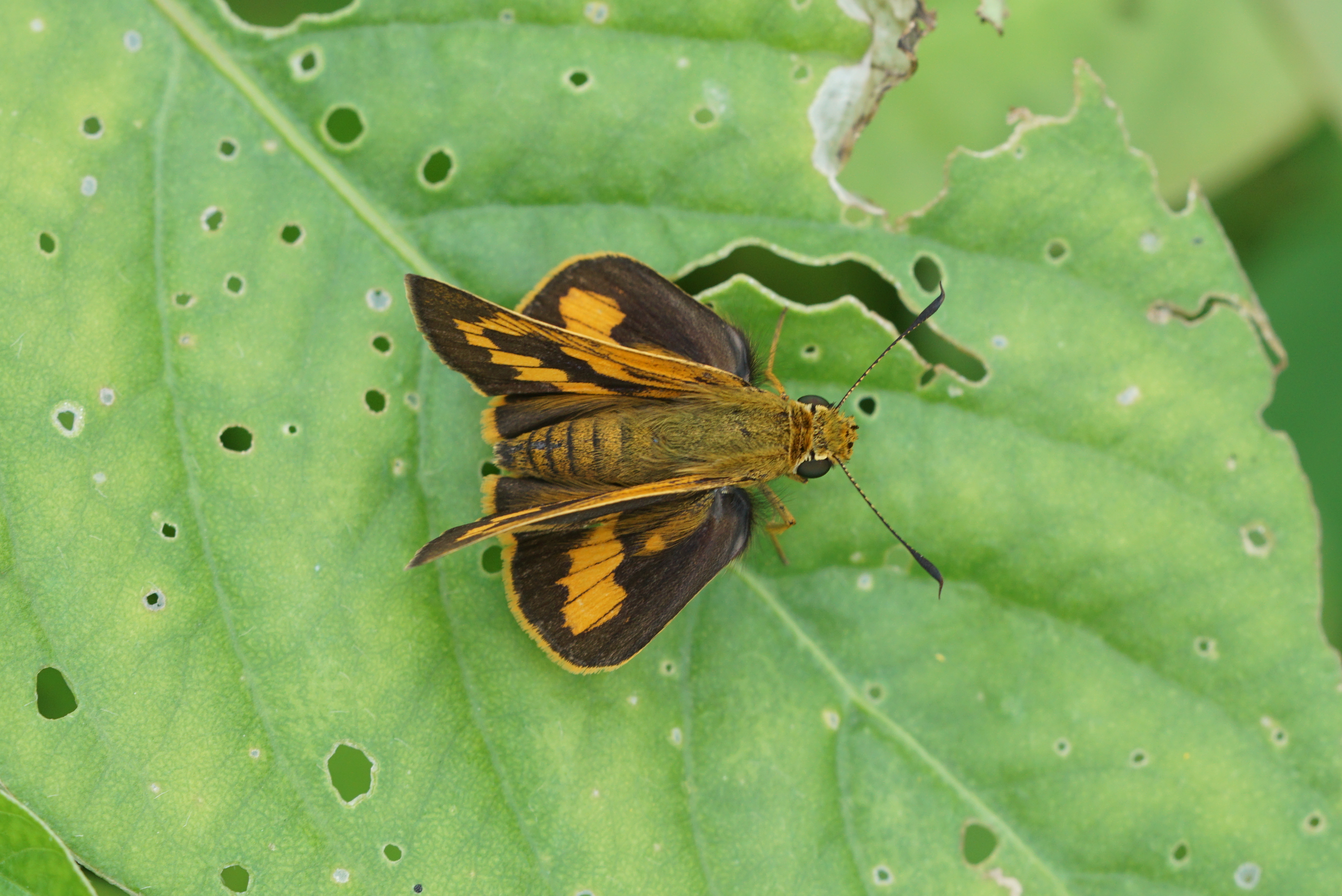 Telicota ancilla 05499