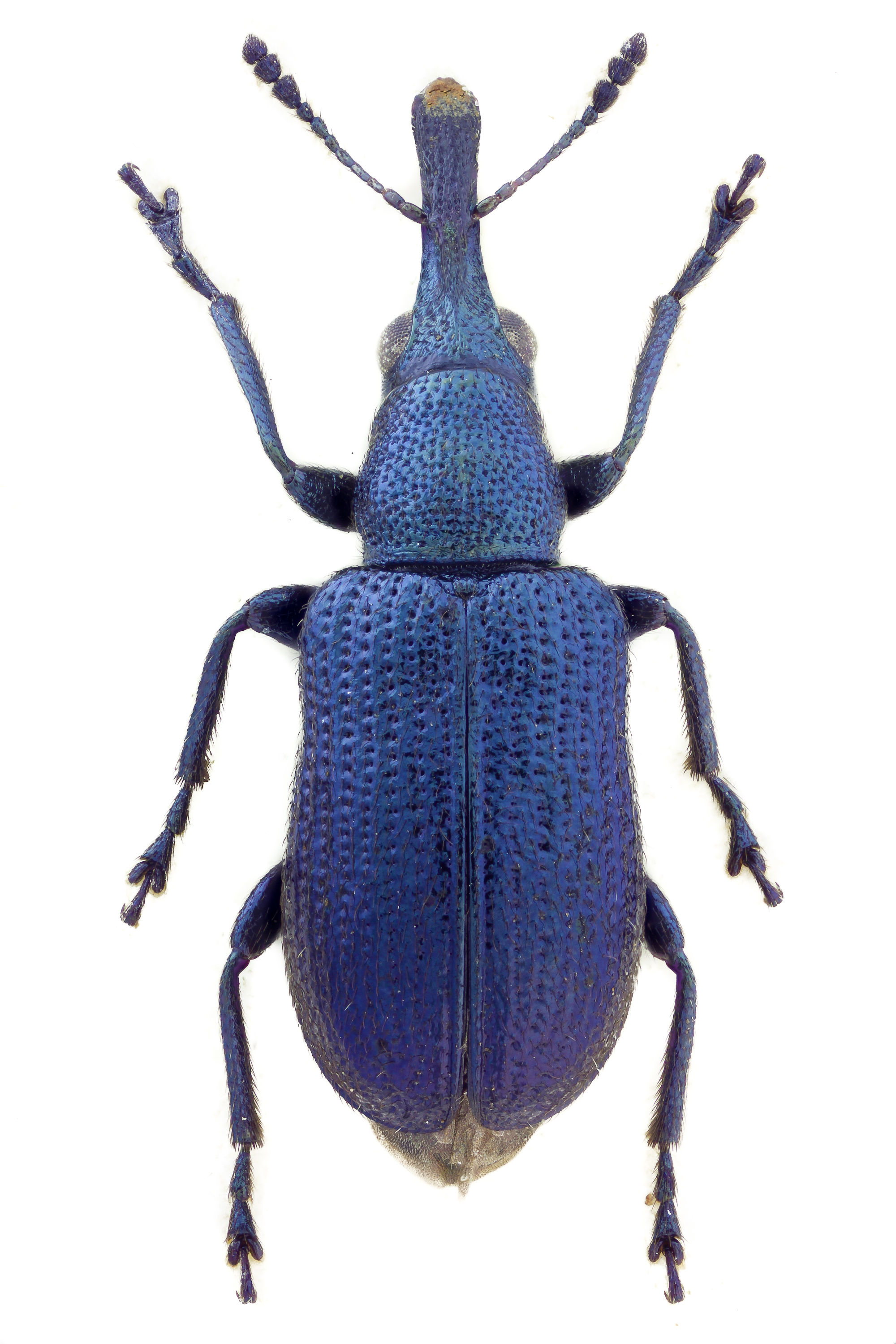 Temnocerus tomentosus