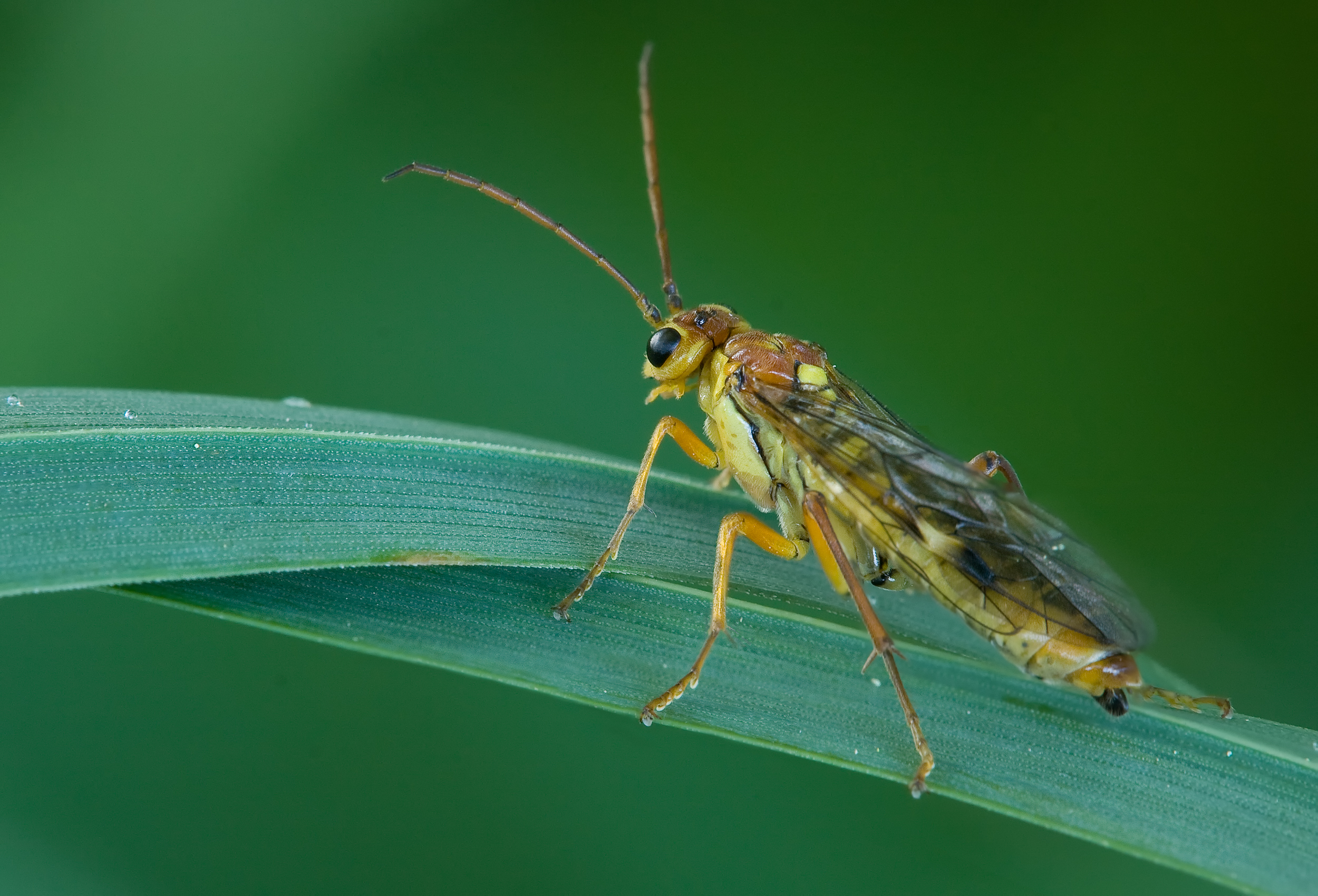 Tenthredopsis sordida female