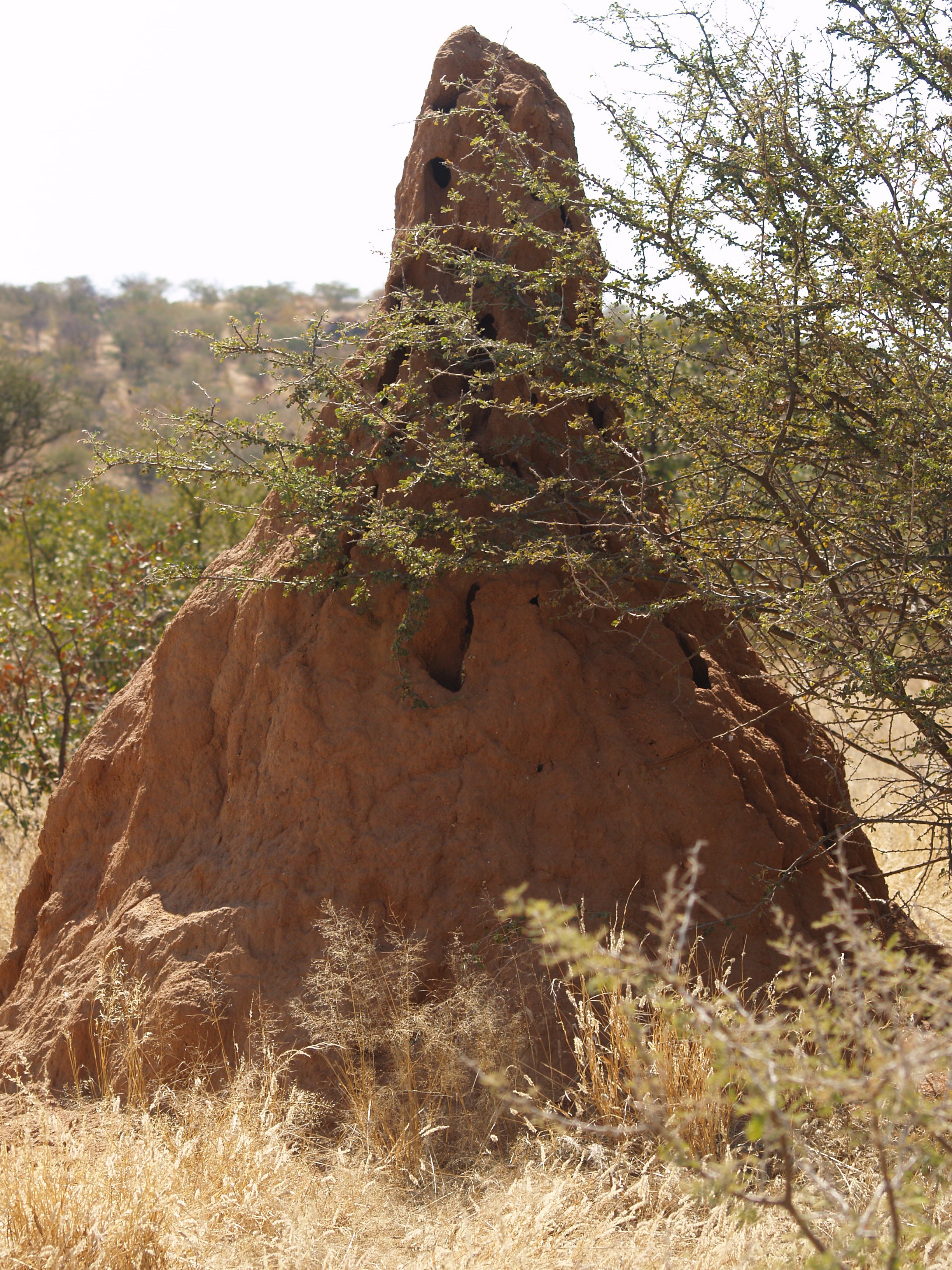 Termite mound -Etosha National Park, Namibia-8