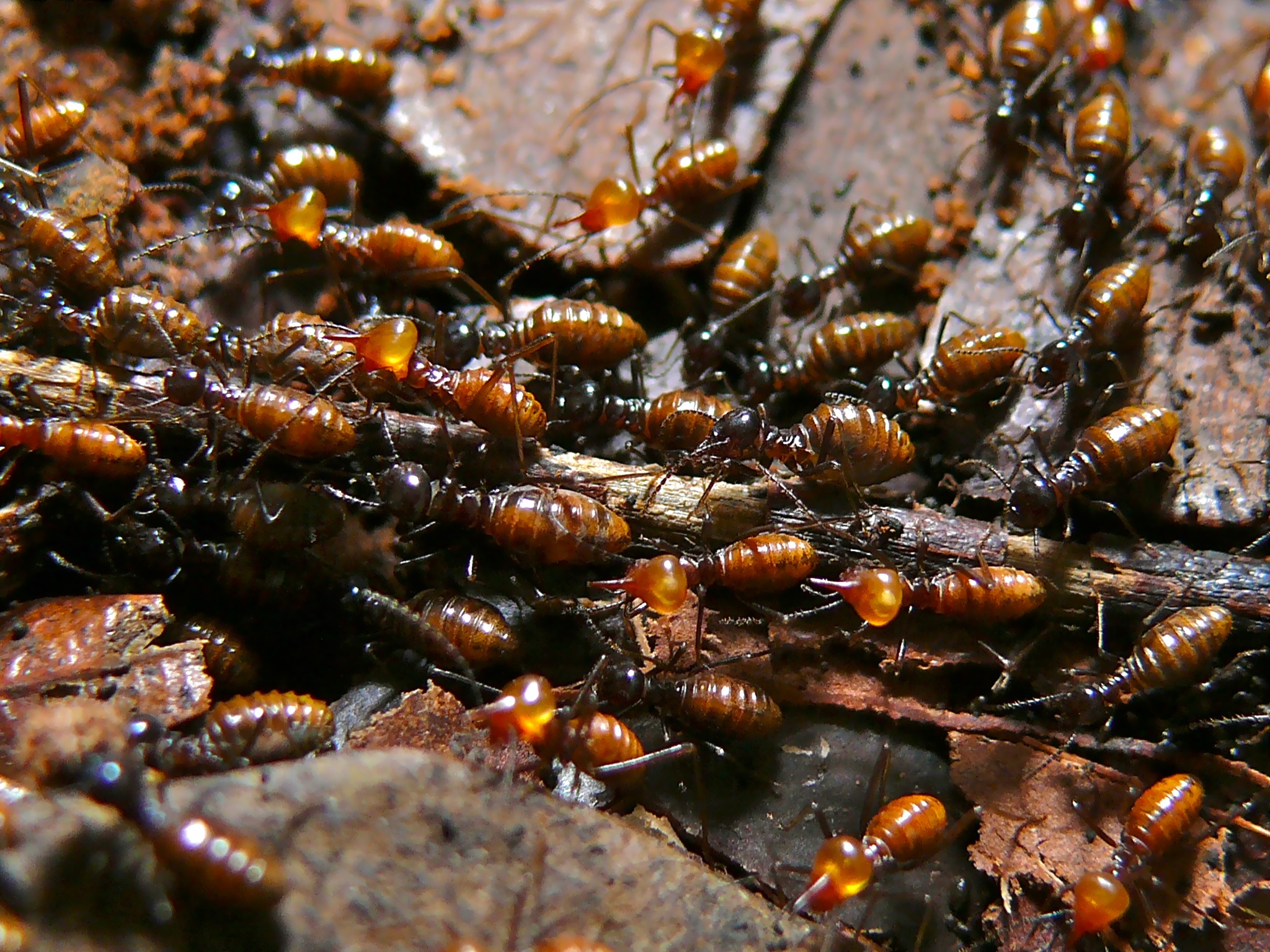 Termites (Nasutitermes sp.) (6760731623)