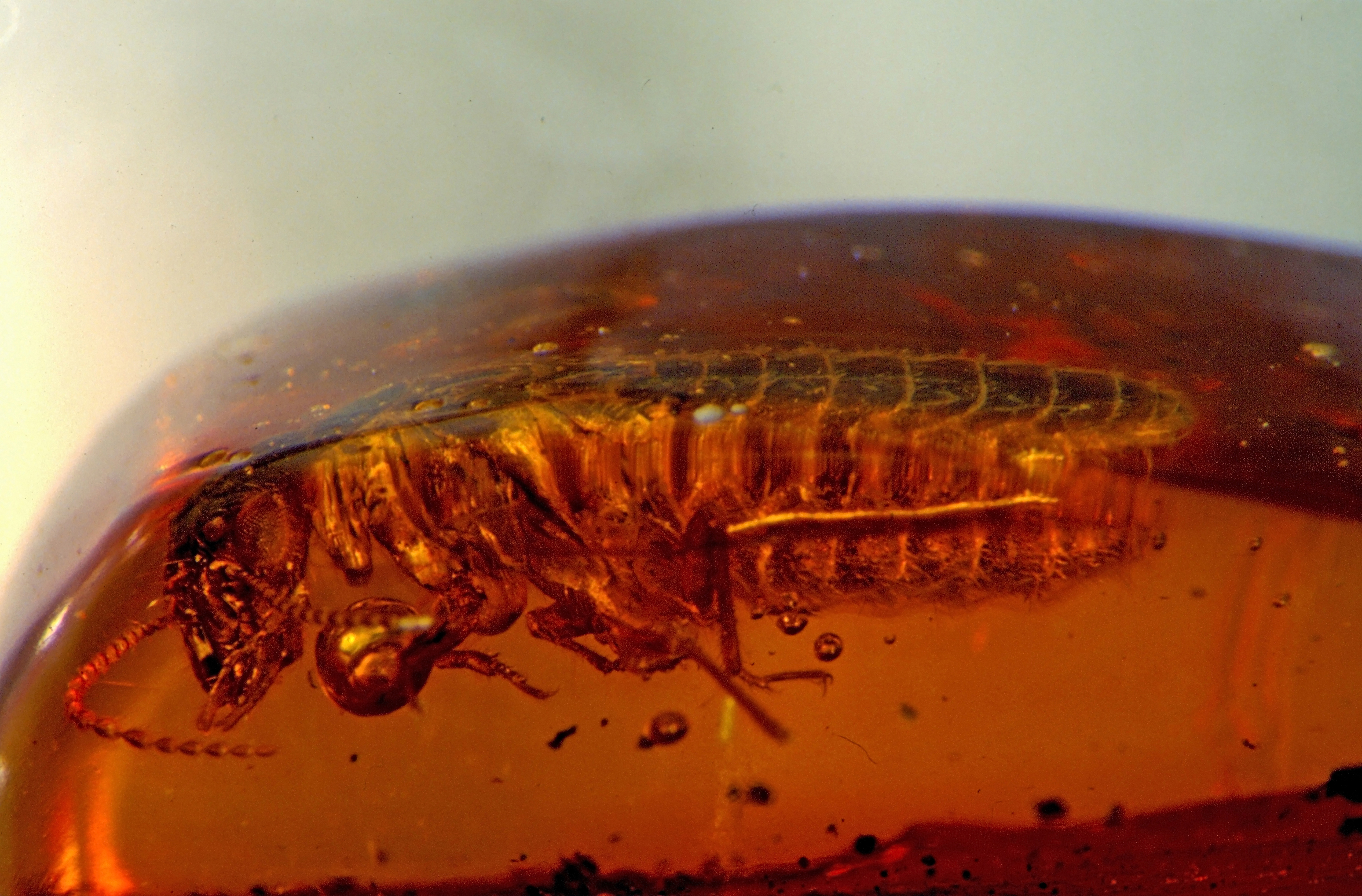Termitoidea 5 mm - Dominican Republic