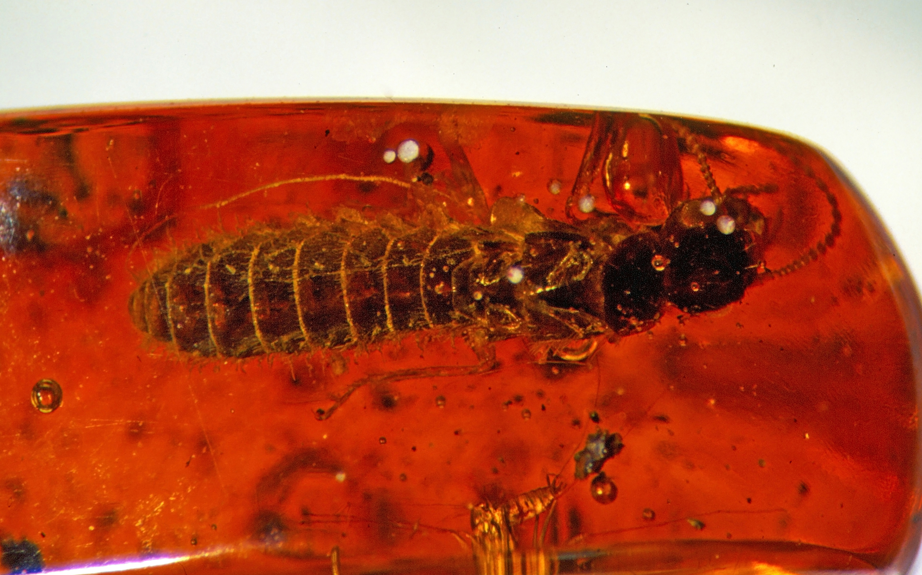 Termitoidea 5 mm - Dominican Republic 1
