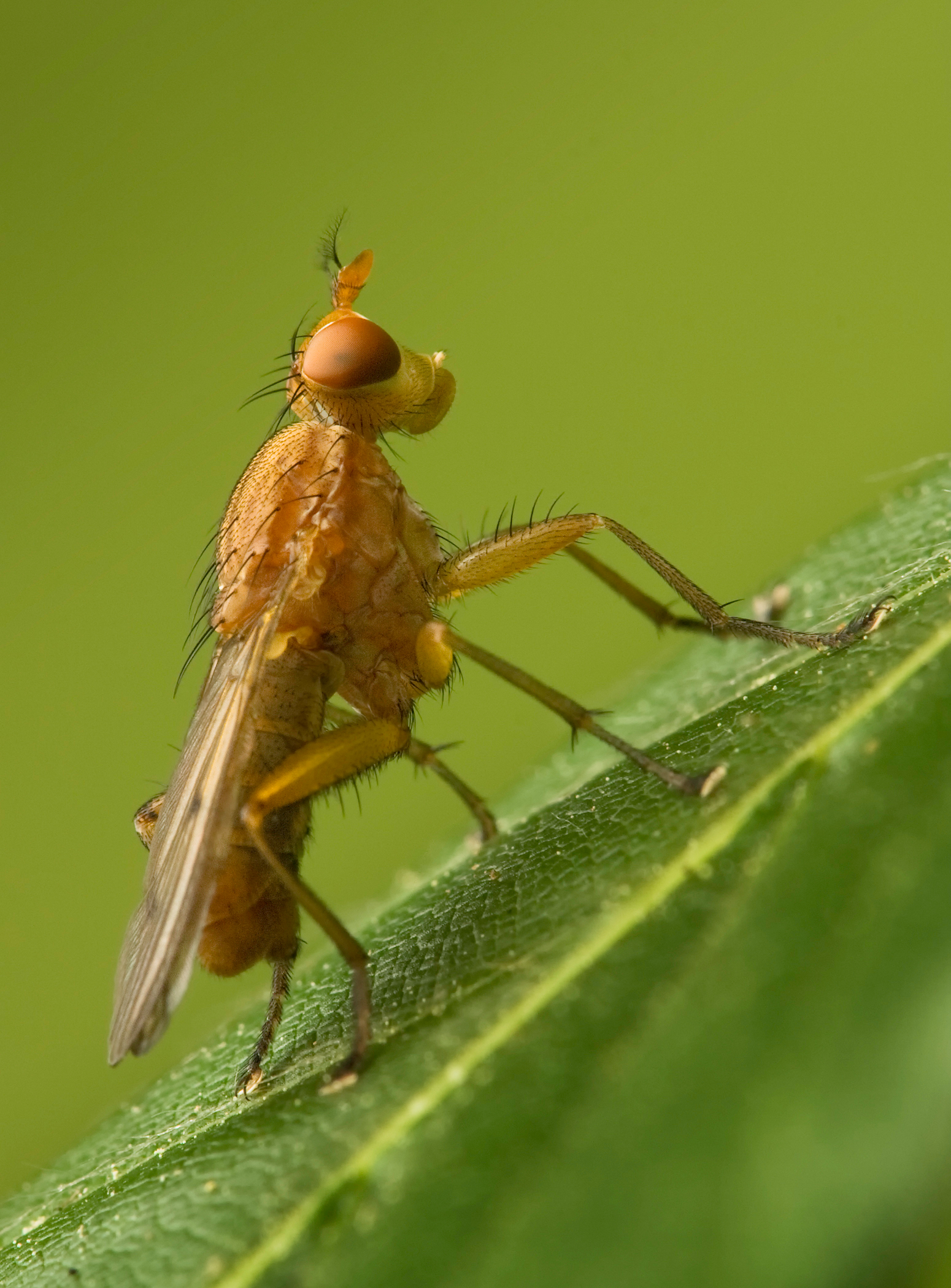 Tetanocera sp rb