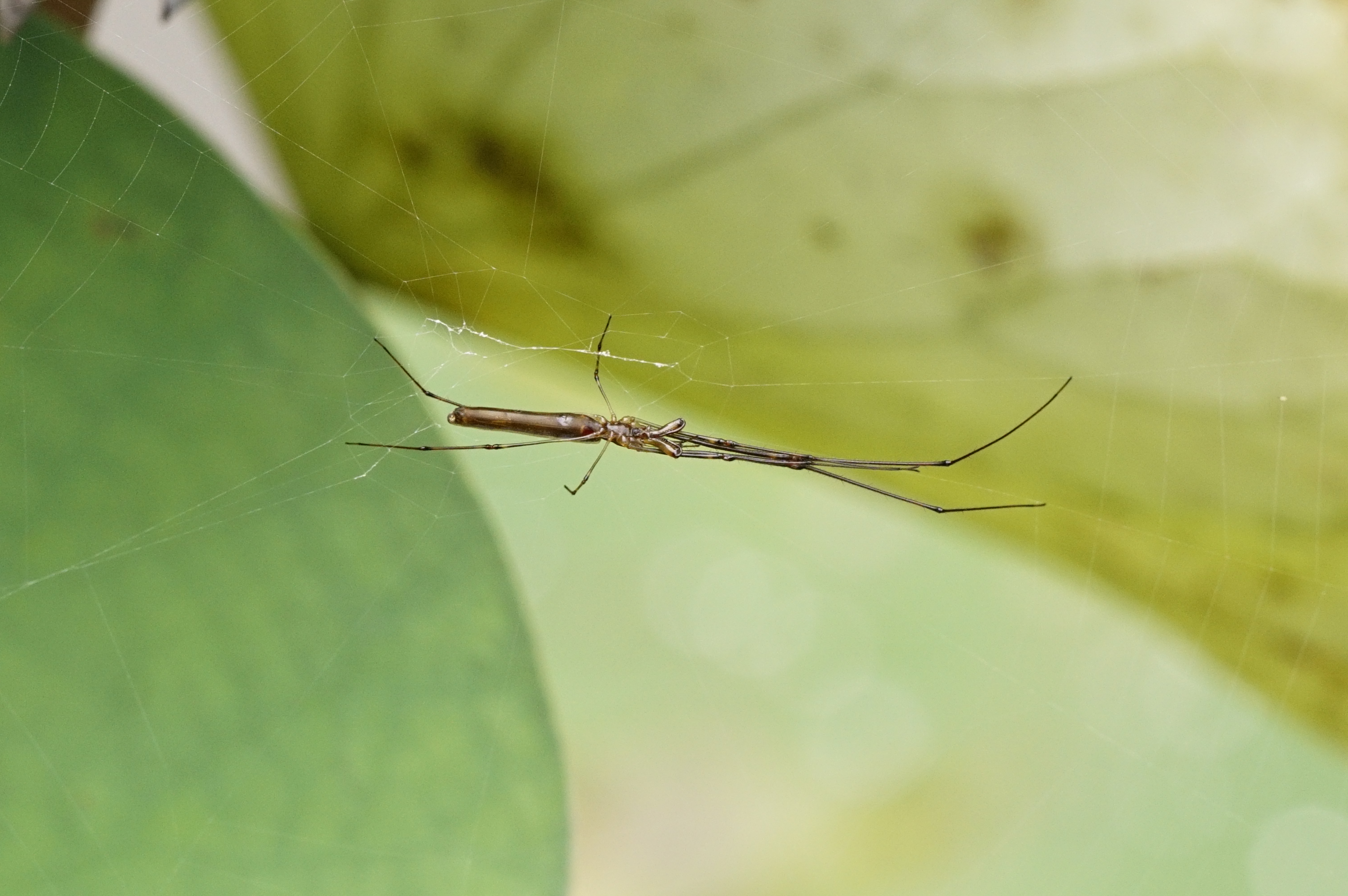 Tetragnatha Sp 5968
